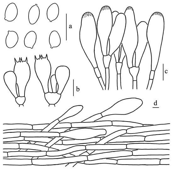 Diversity 14 00314 g011 550