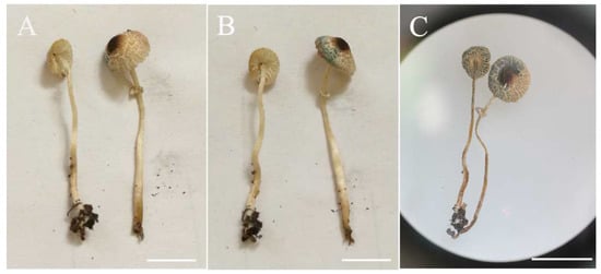 Diversity 14 00314 g012 550