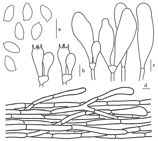 Diversity 14 00314 g013 550