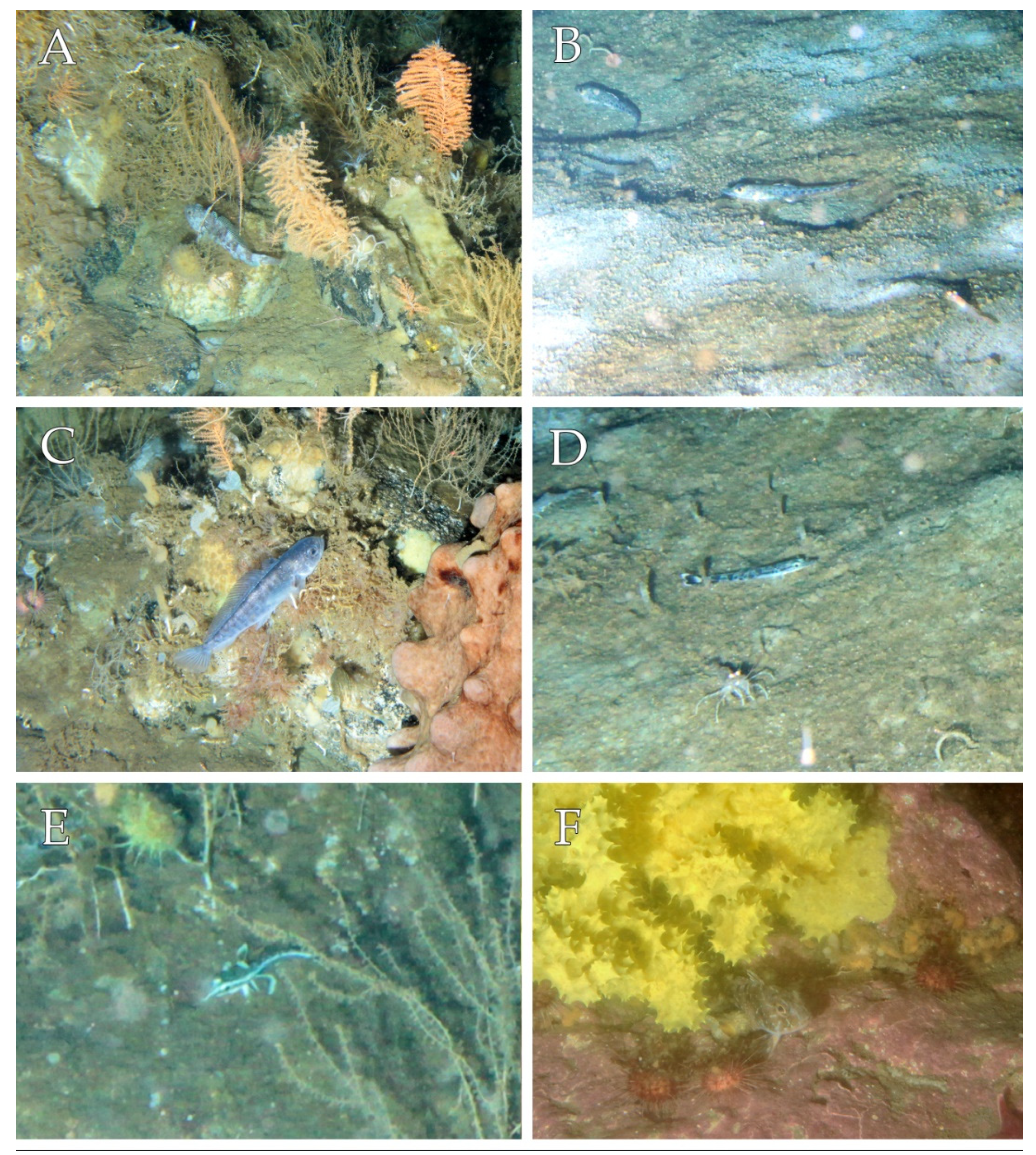 Diversity 14 00315 g003