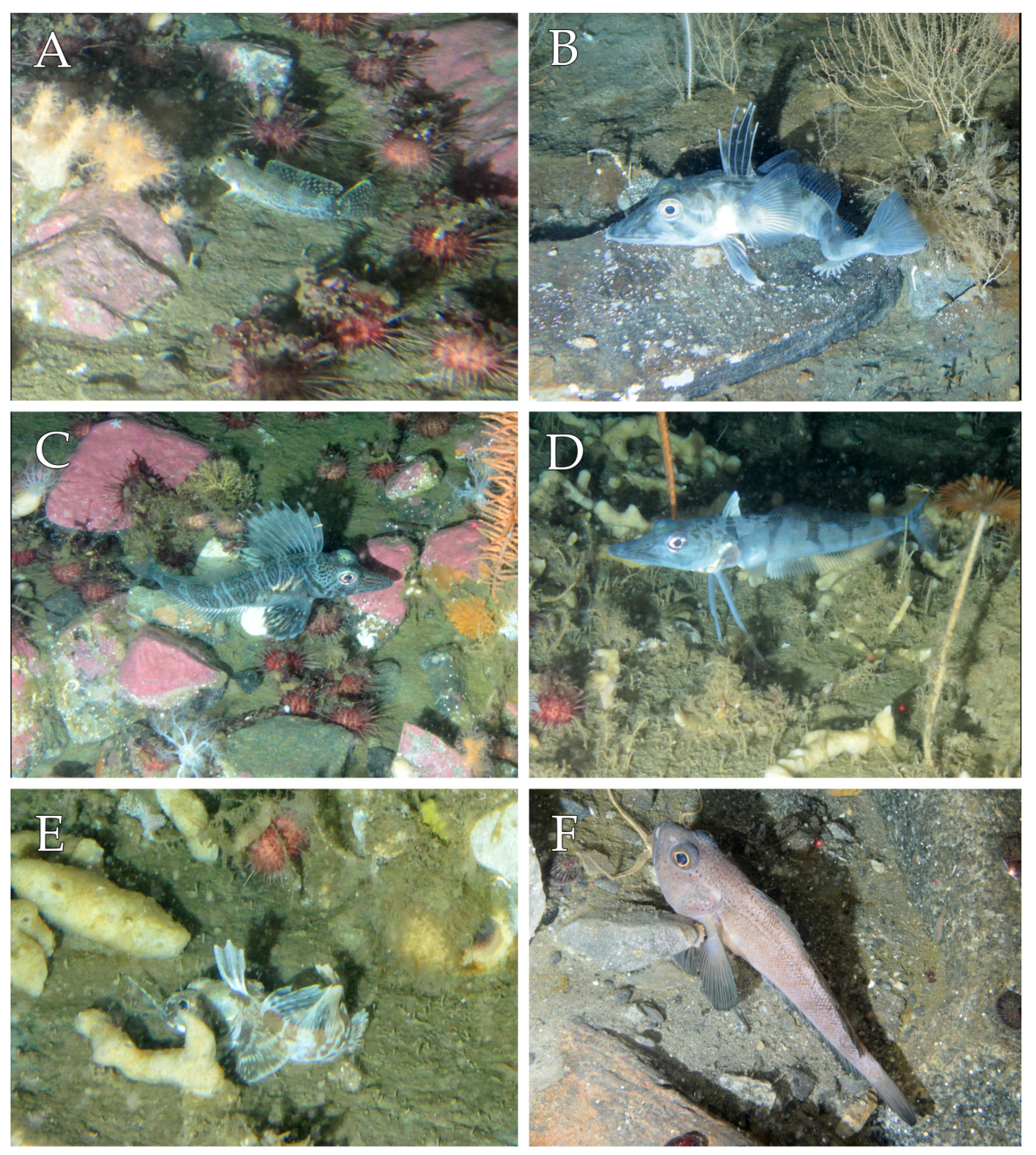 Diversity 14 00315 g005