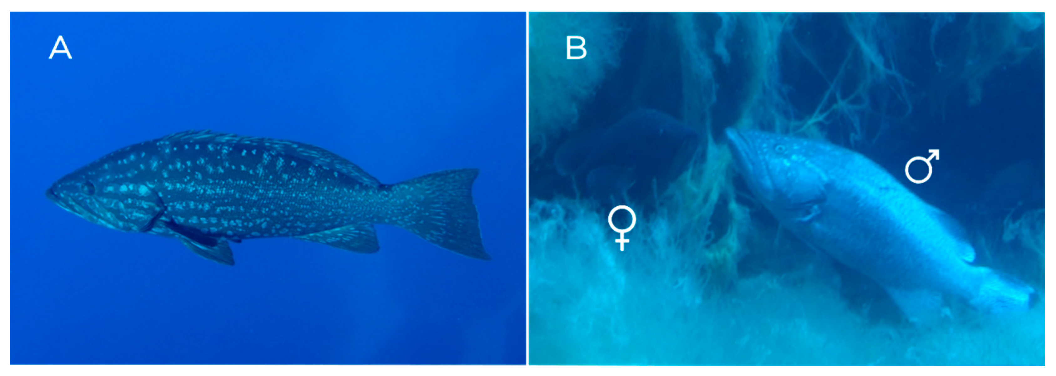 Diversity 14 00318 g005