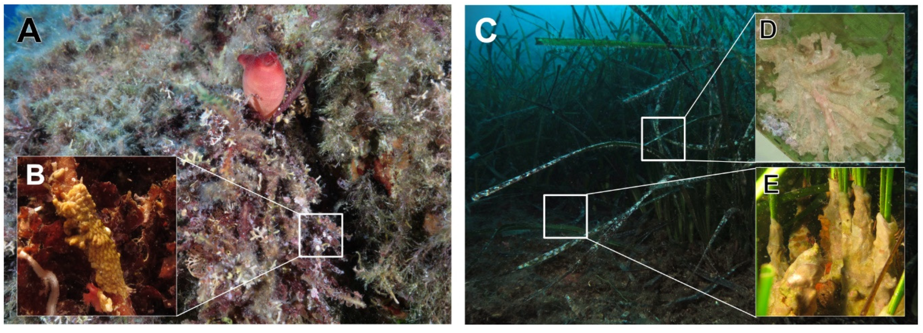 Diversity 14 00346 g001