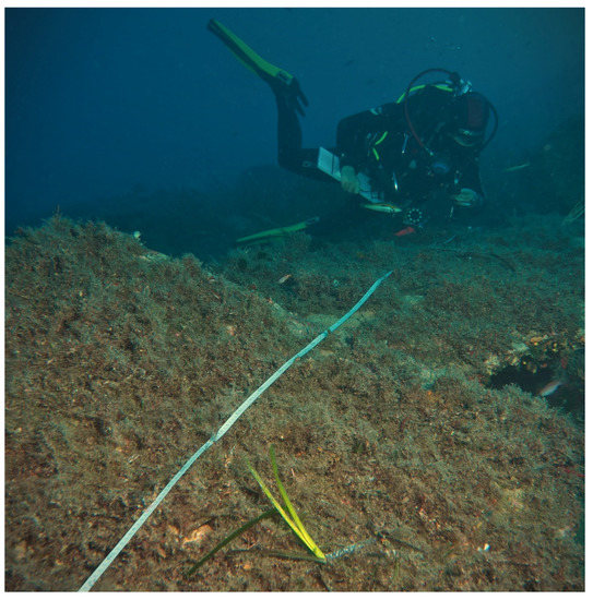 Diversity 14 00346 g0a1 550