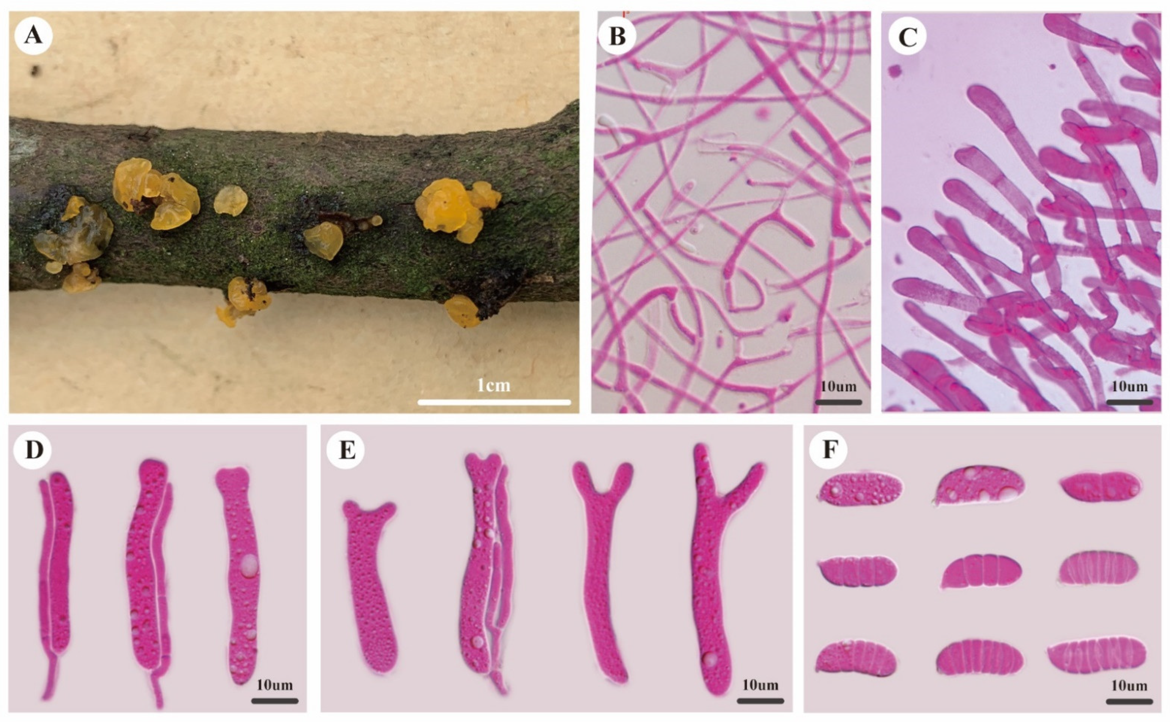Diversity 14 00379 g003