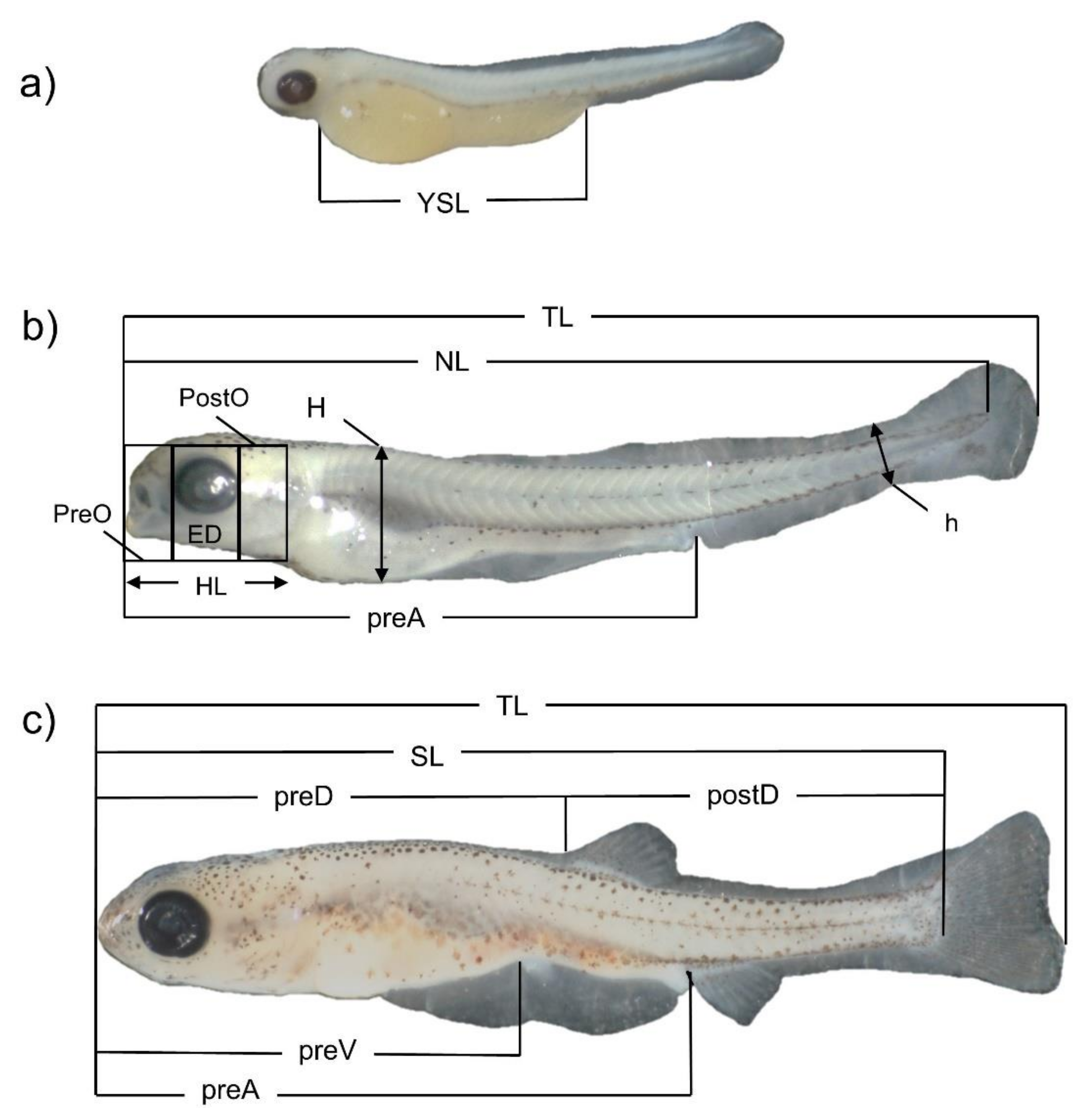 Diversity 14 00393 g001