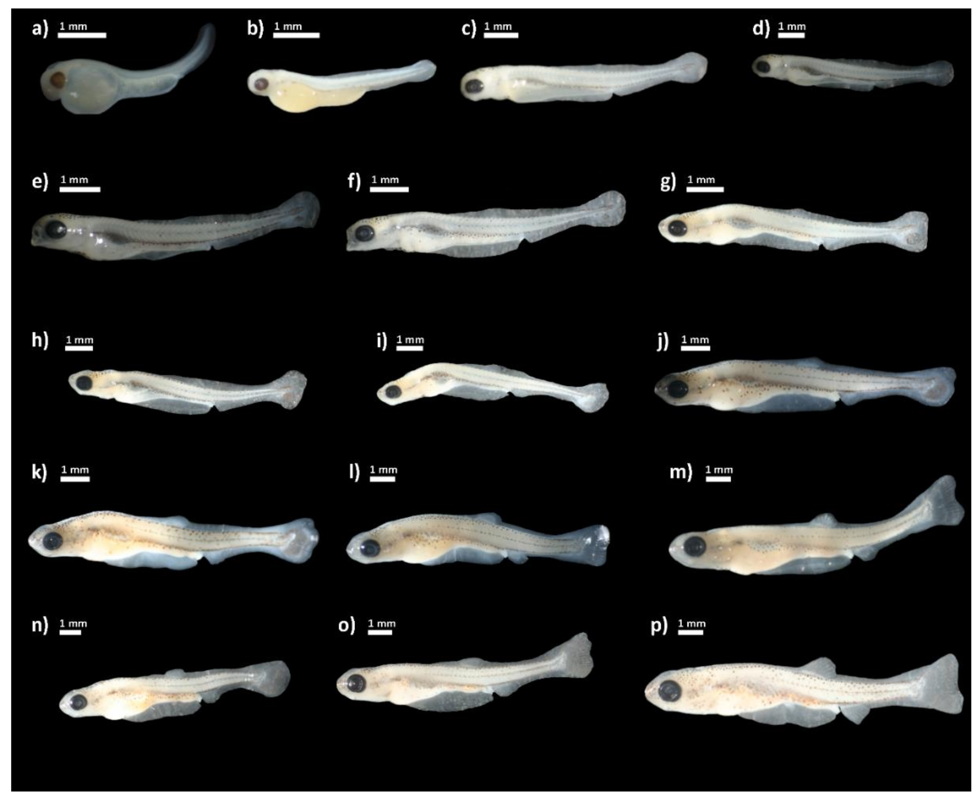 Diversity 14 00393 g002