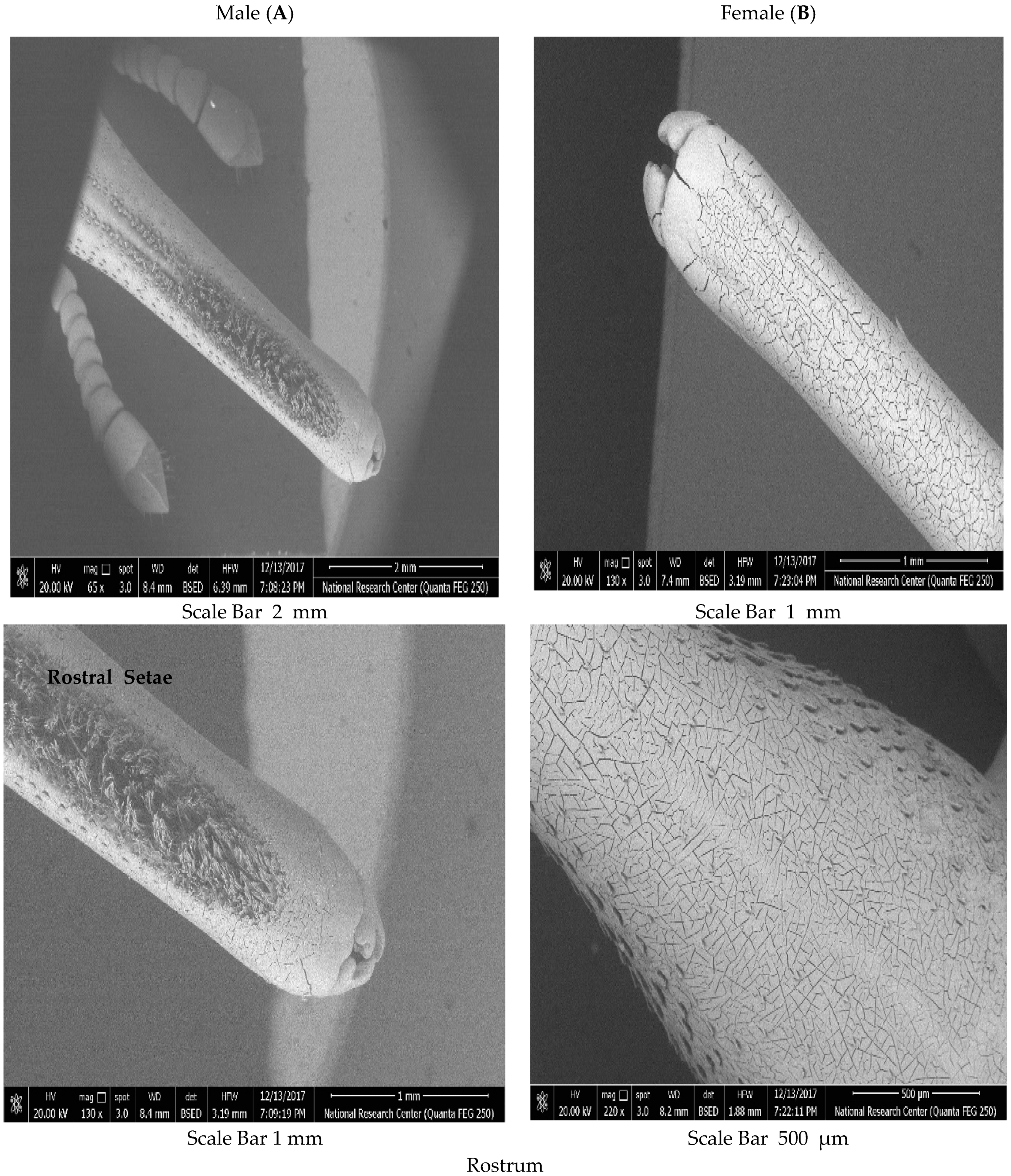 Diversity 14 00404 g003 Diversity 14 00404 g003