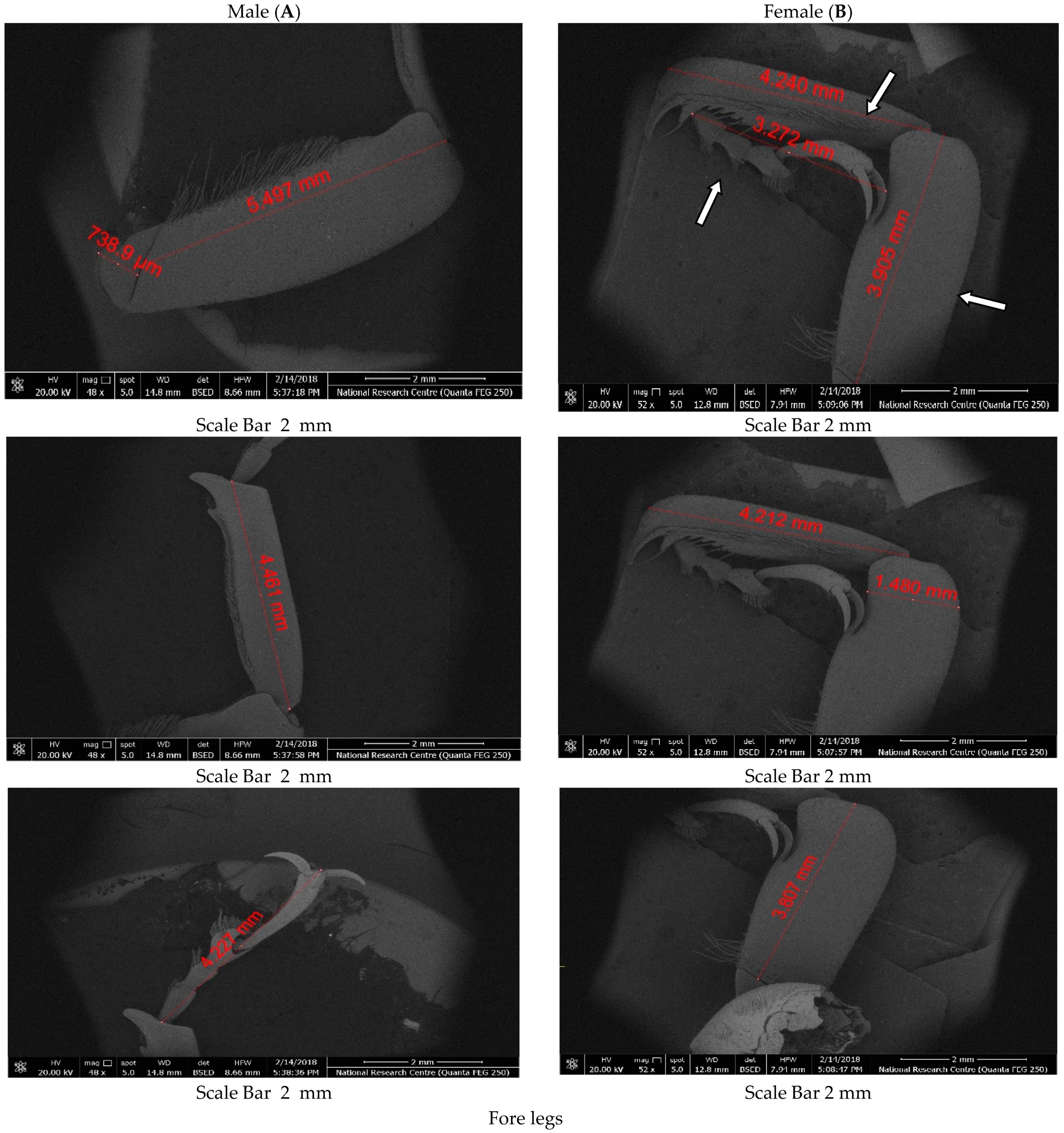 Diversity 14 00404 g004 Diversity 14 00404 g004