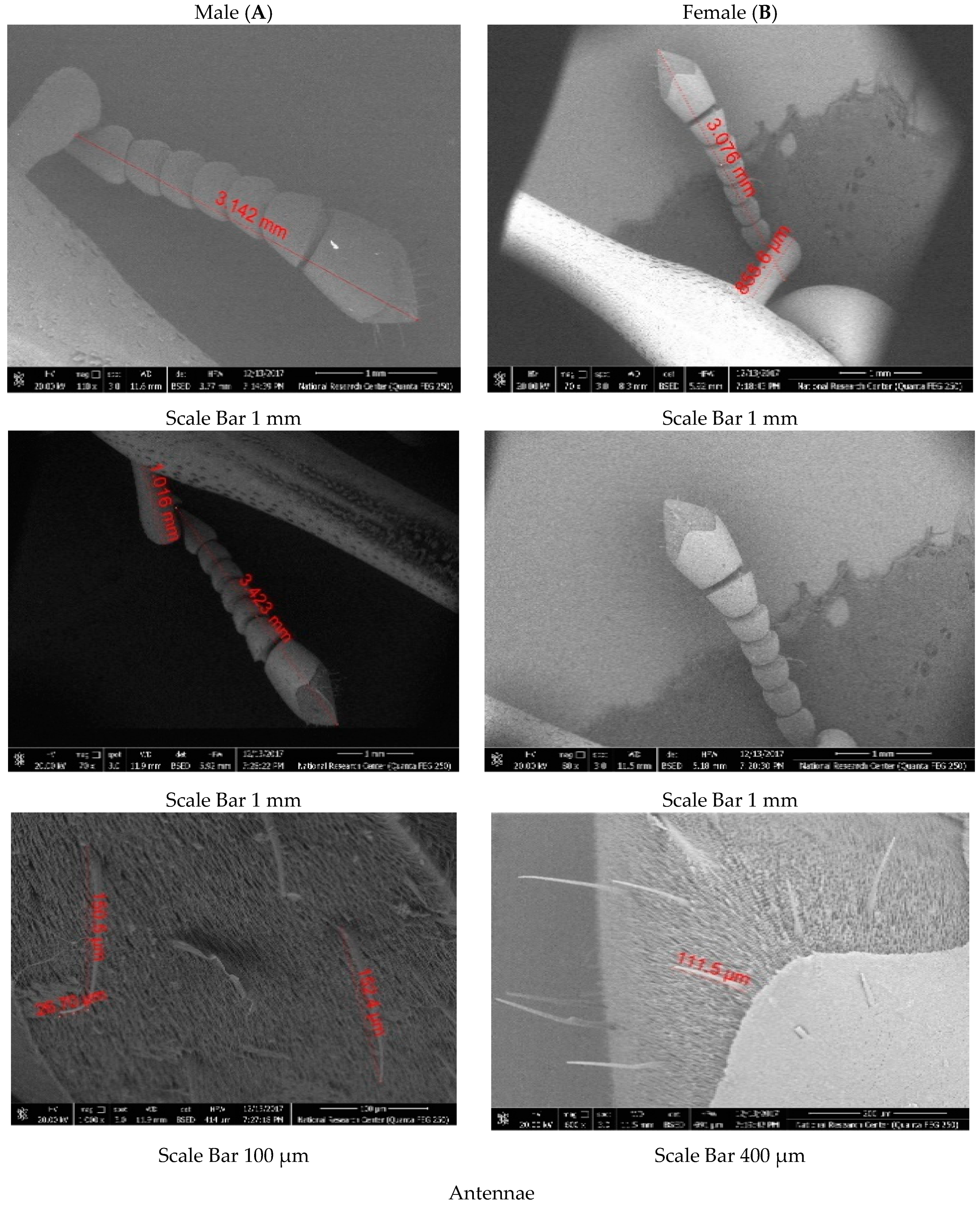Diversity 14 00404 g005 Diversity 14 00404 g005