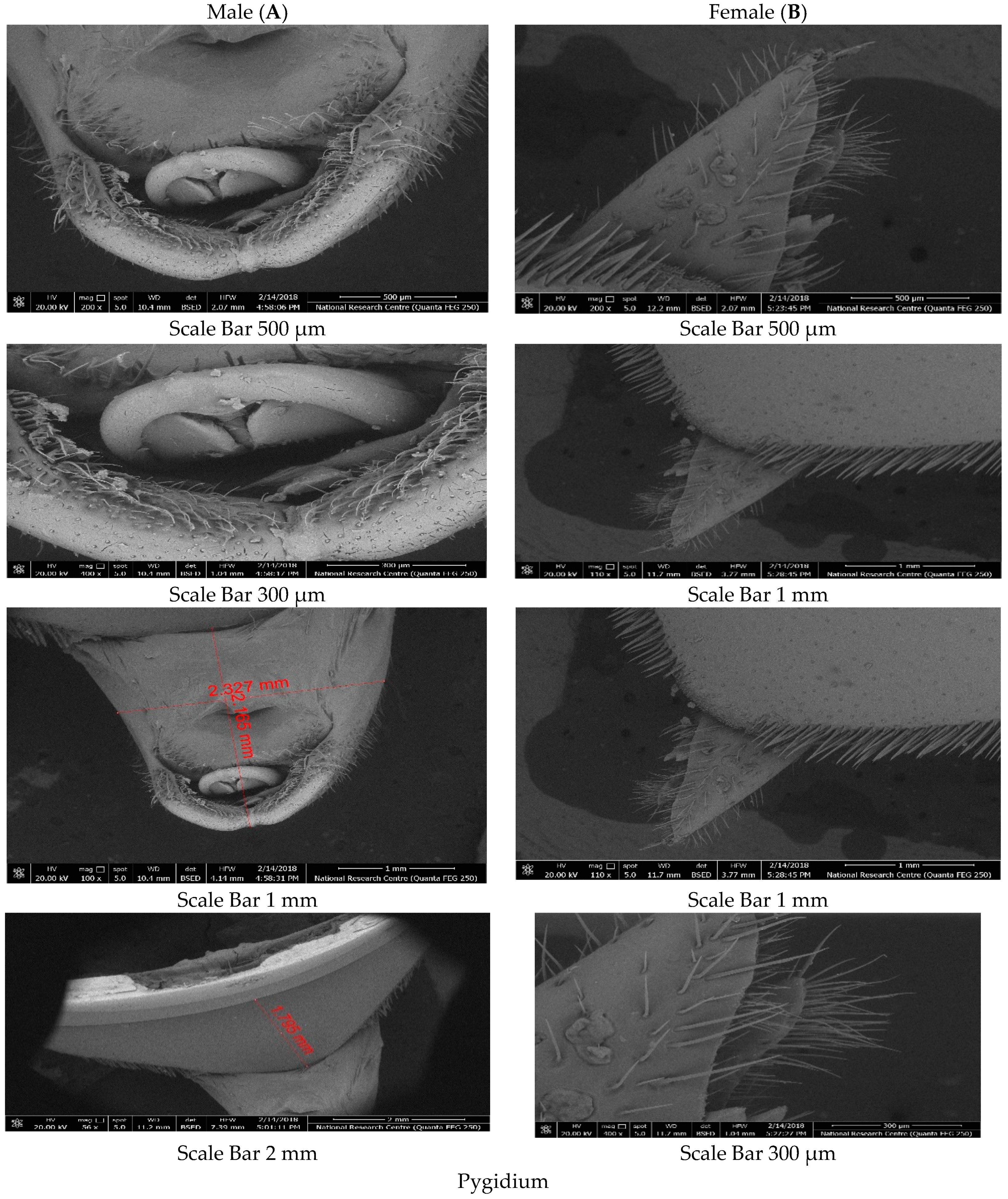 Diversity 14 00404 g006 Diversity 14 00404 g006