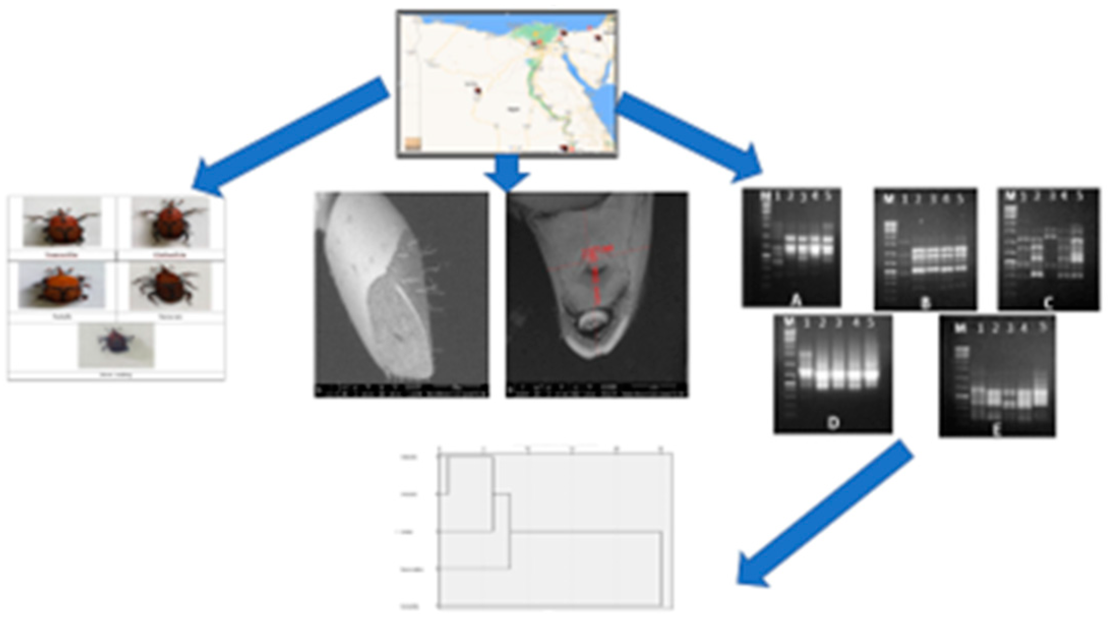 Diversity 14 00404 g010 Diversity 14 00404 g010