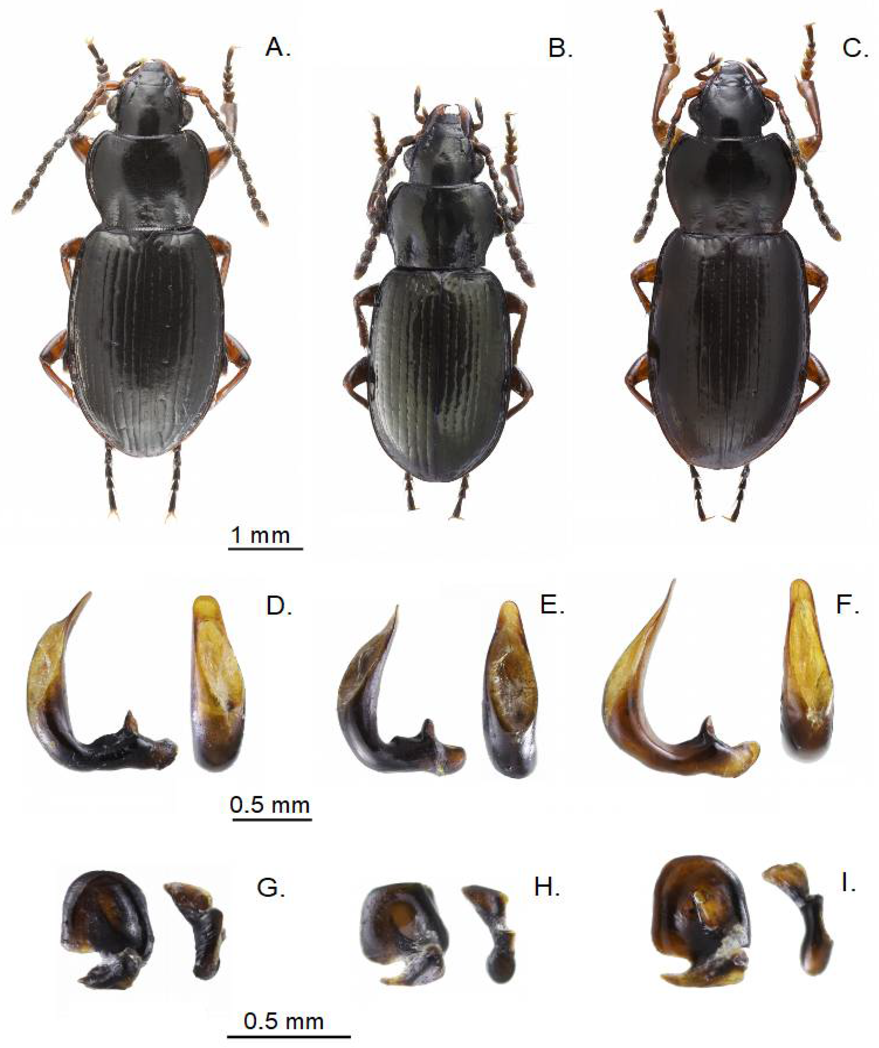 Diversity 14 00415 g002