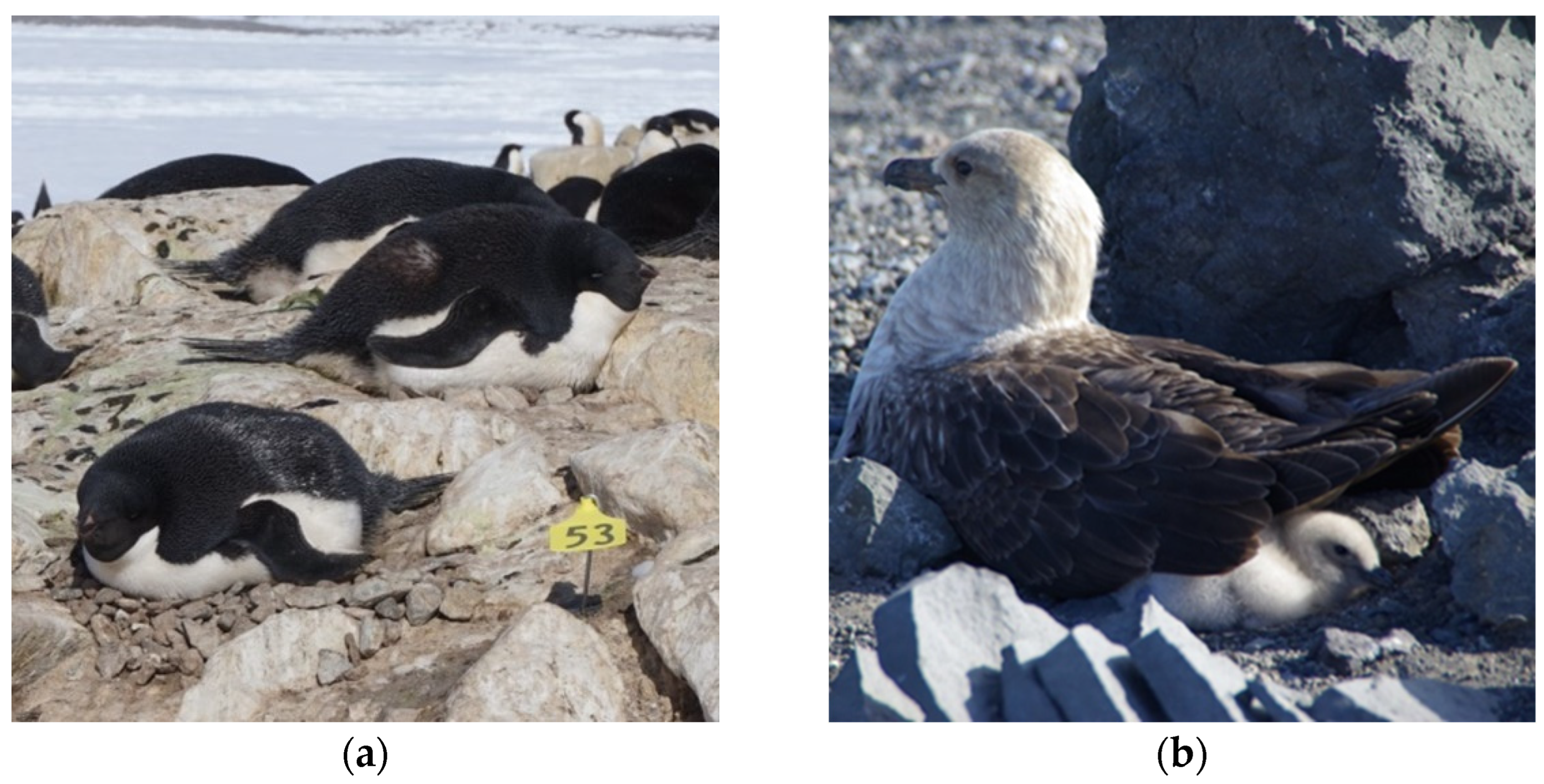 Diversity 14 00429 g003 Diversity 14 00429 g003