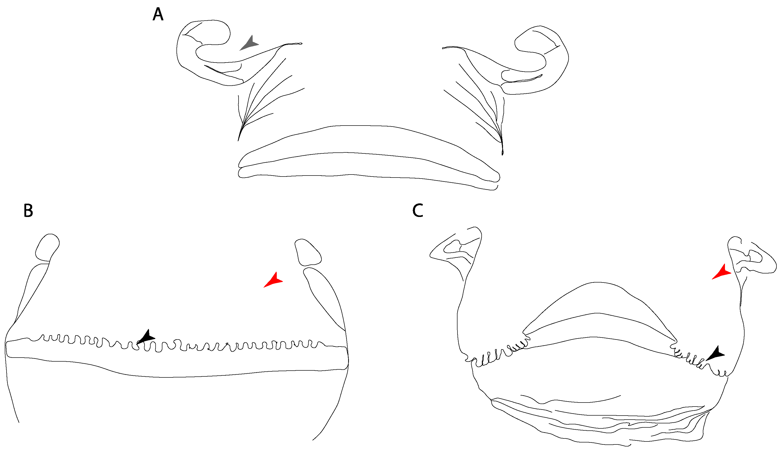 Diversity 14 00456 g001