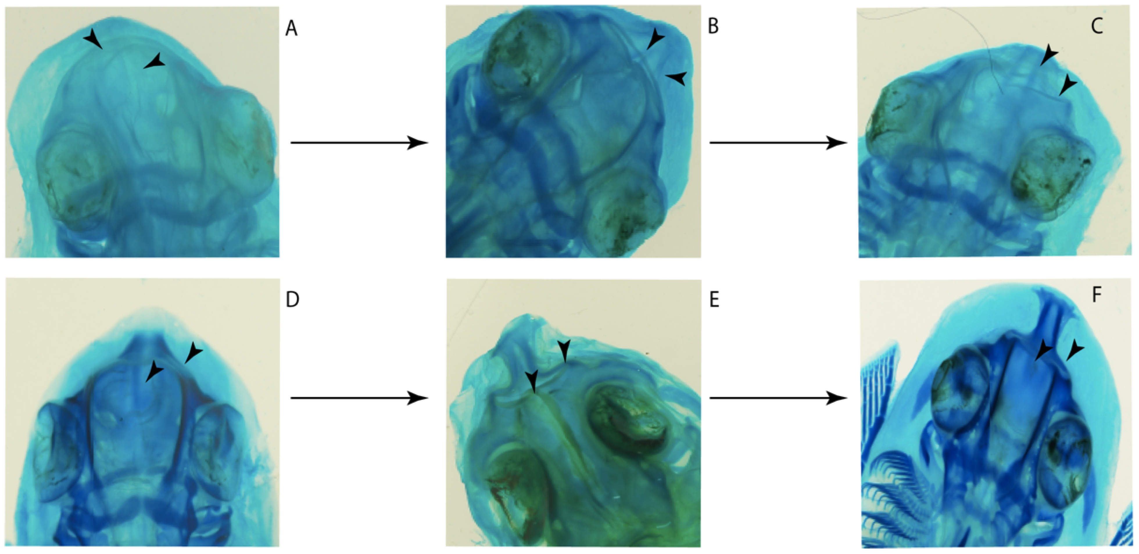 Diversity 14 00456 g004