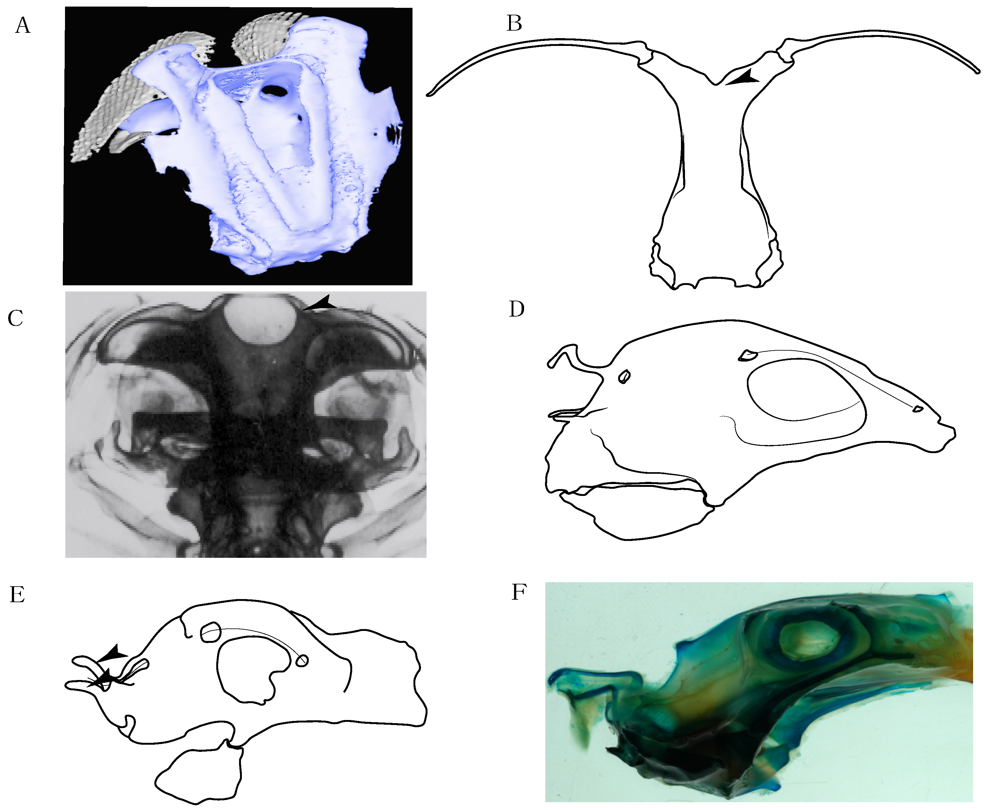 Diversity 14 00456 g006