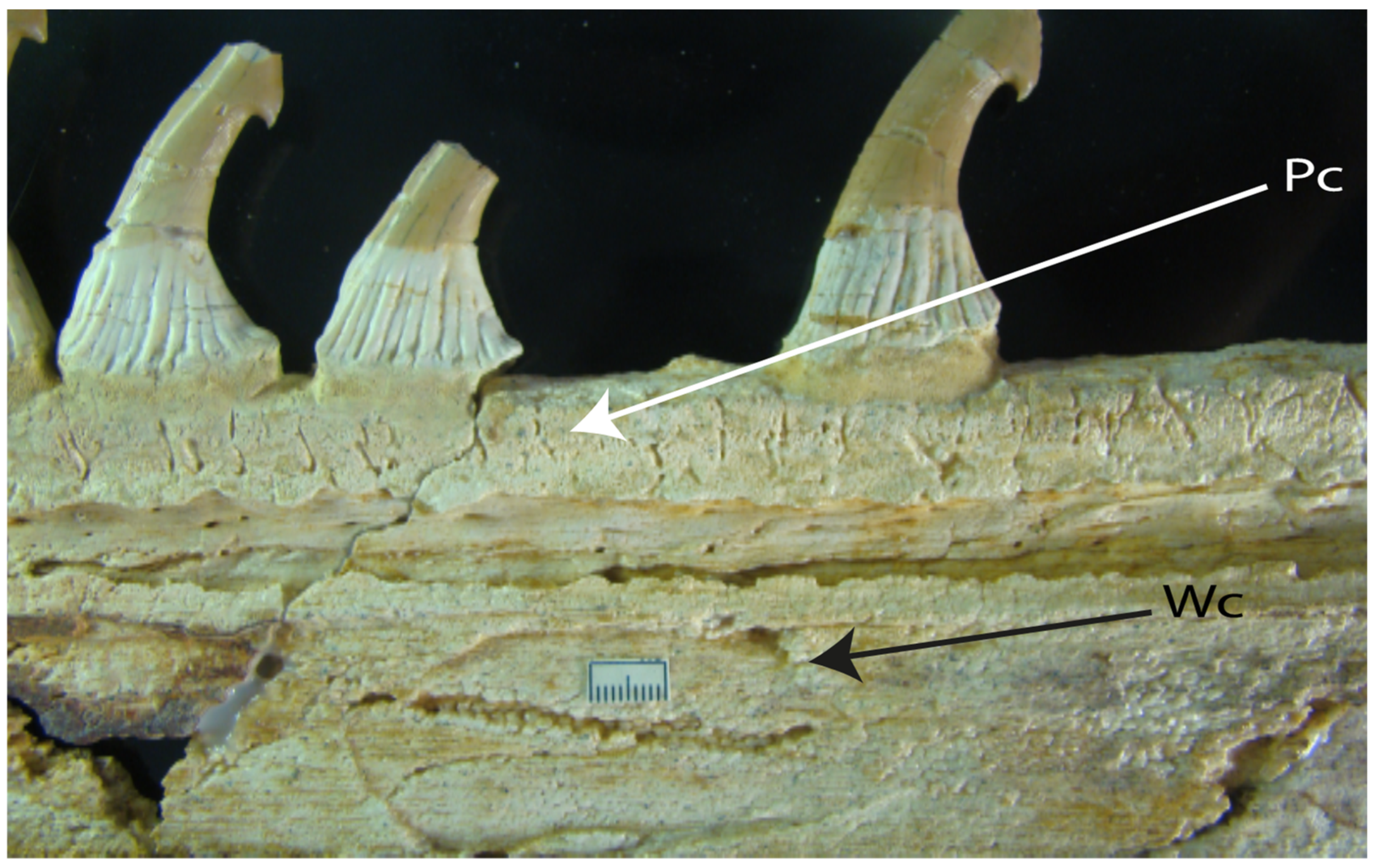 Diversity 14 00456 g007