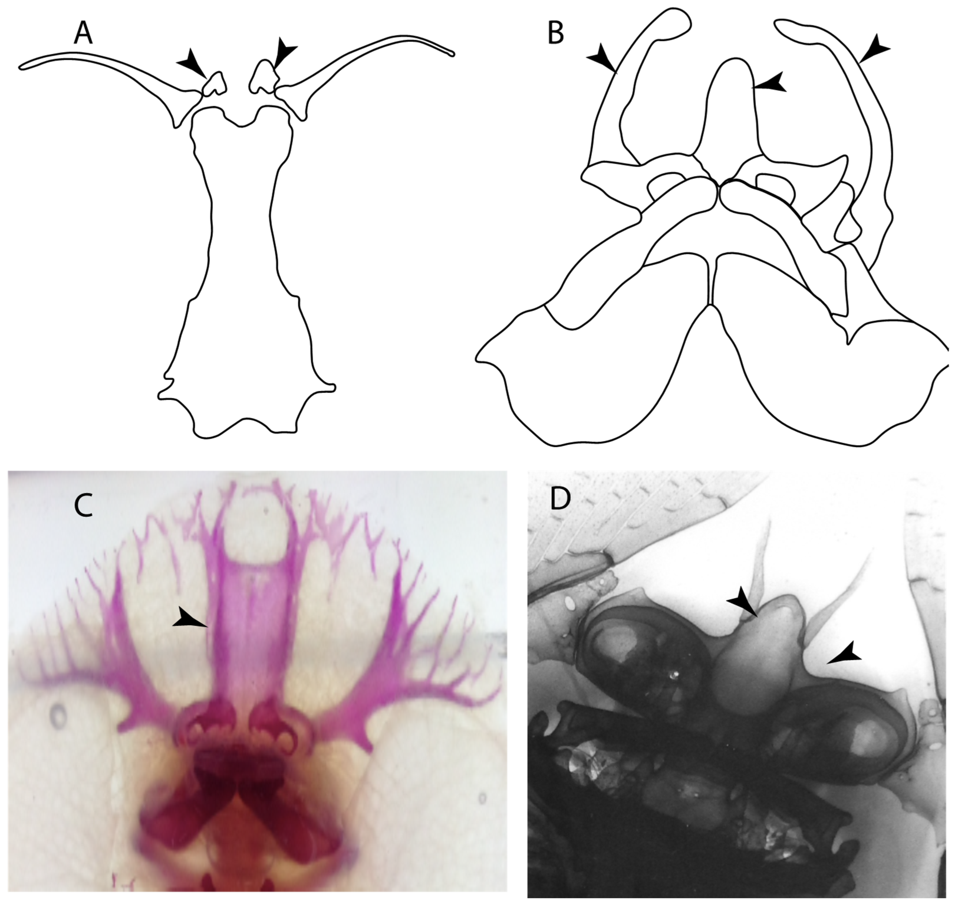 Diversity 14 00456 g008