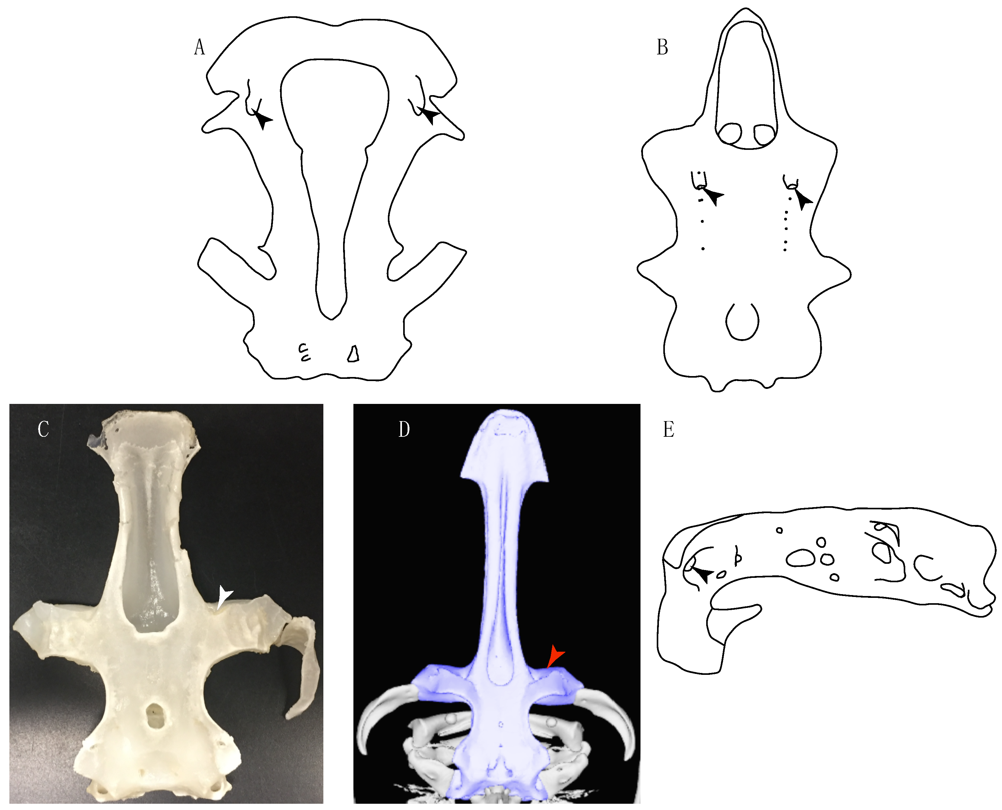 Diversity 14 00456 g011