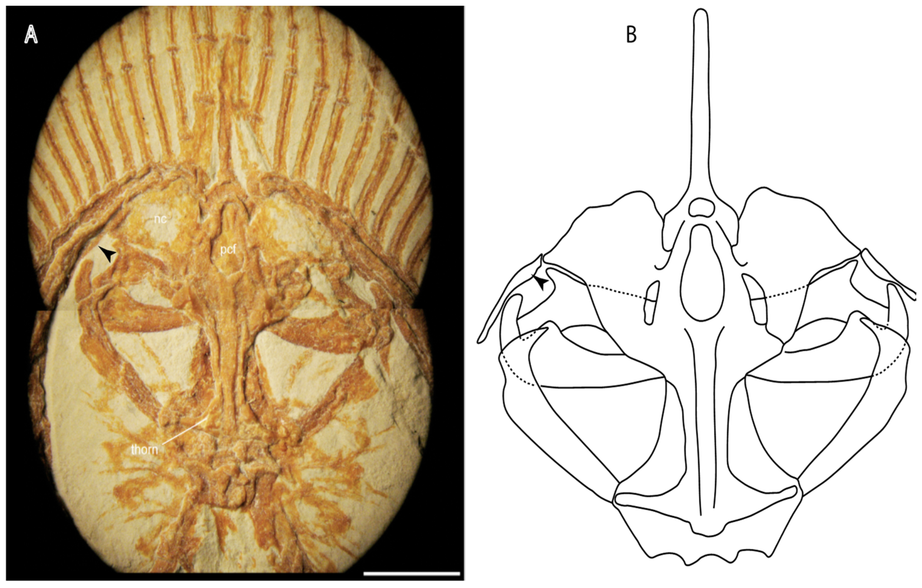 Diversity 14 00456 g015