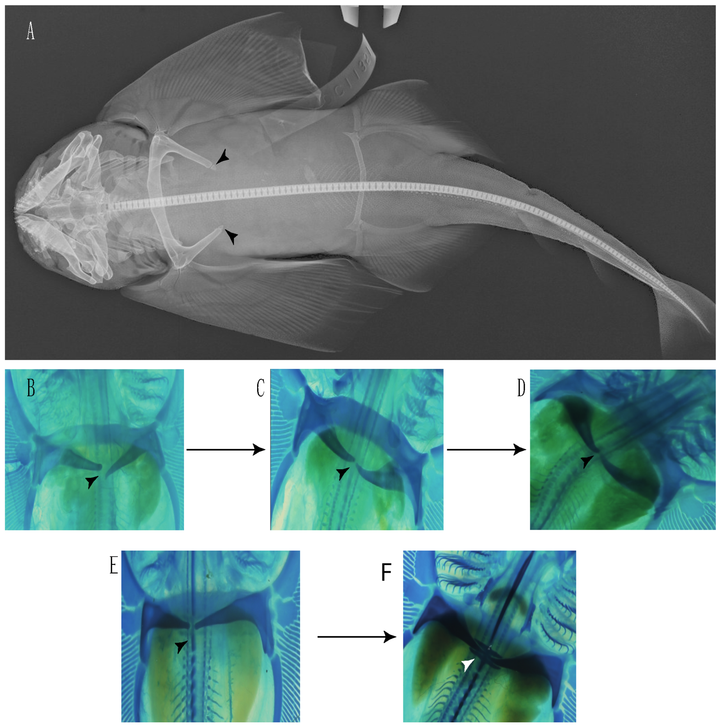Diversity 14 00456 g029