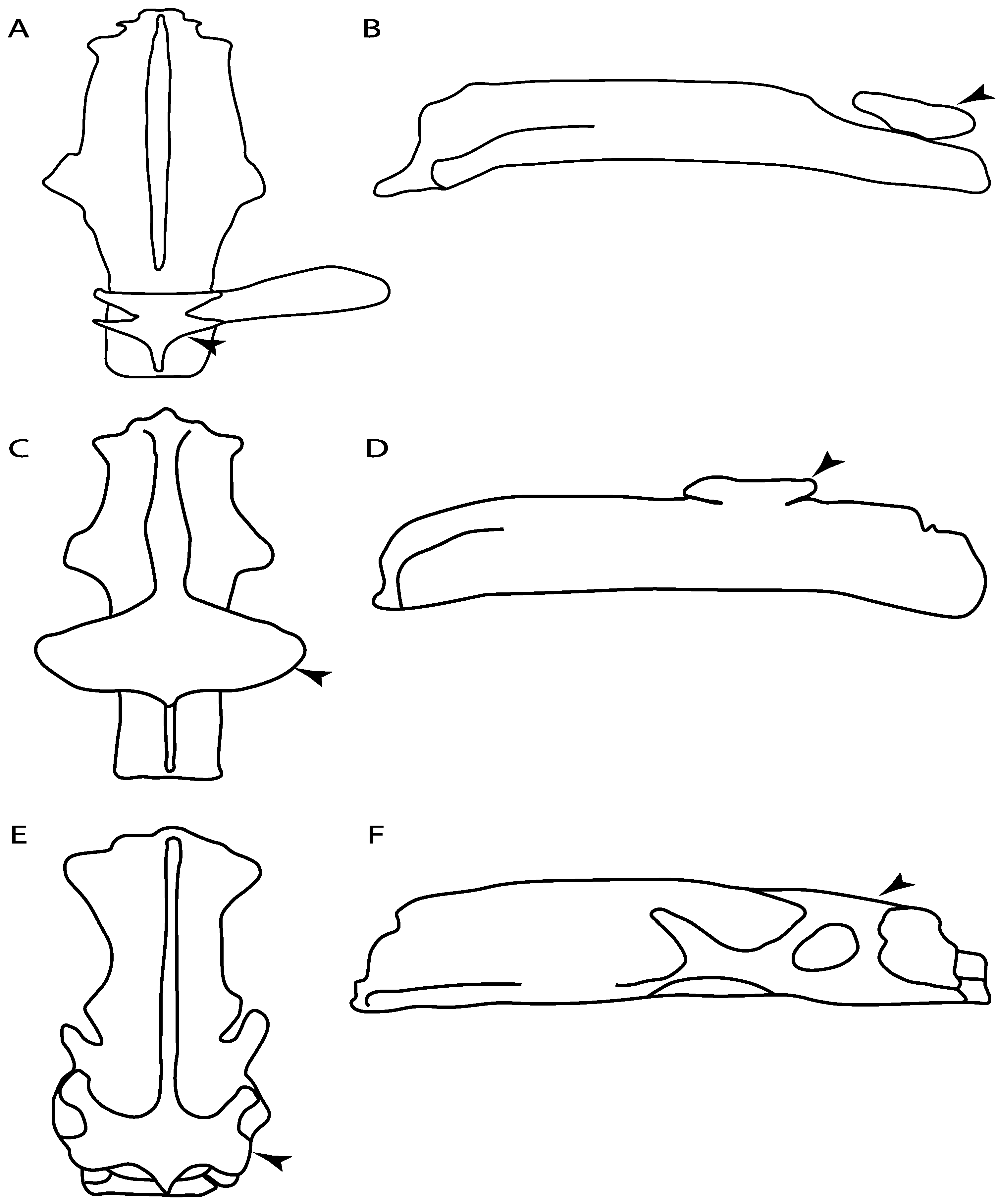 Diversity 14 00456 g031