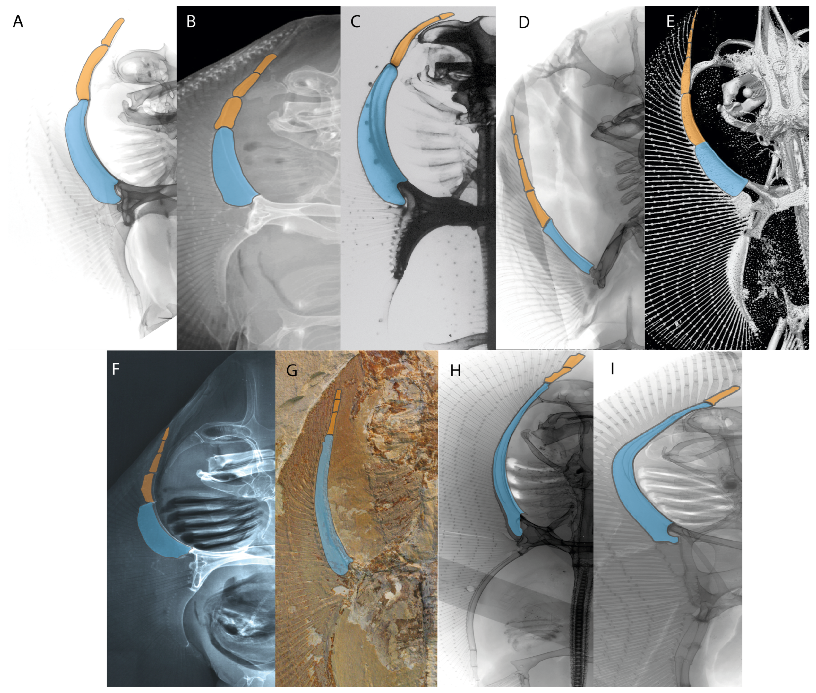 Diversity 14 00456 g044