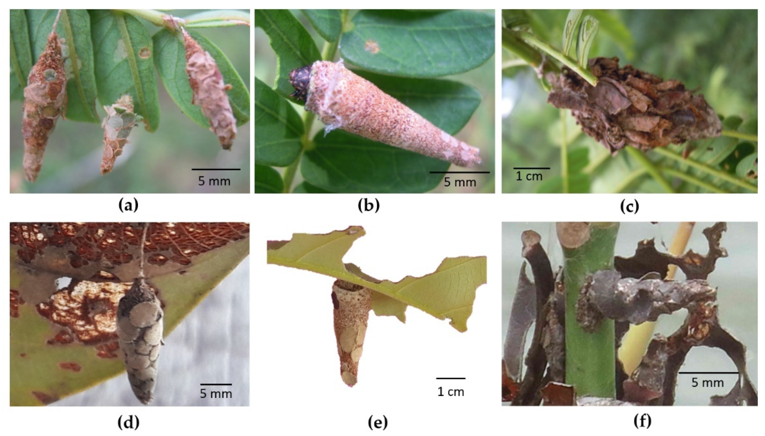 Diversity 14 00471 g003