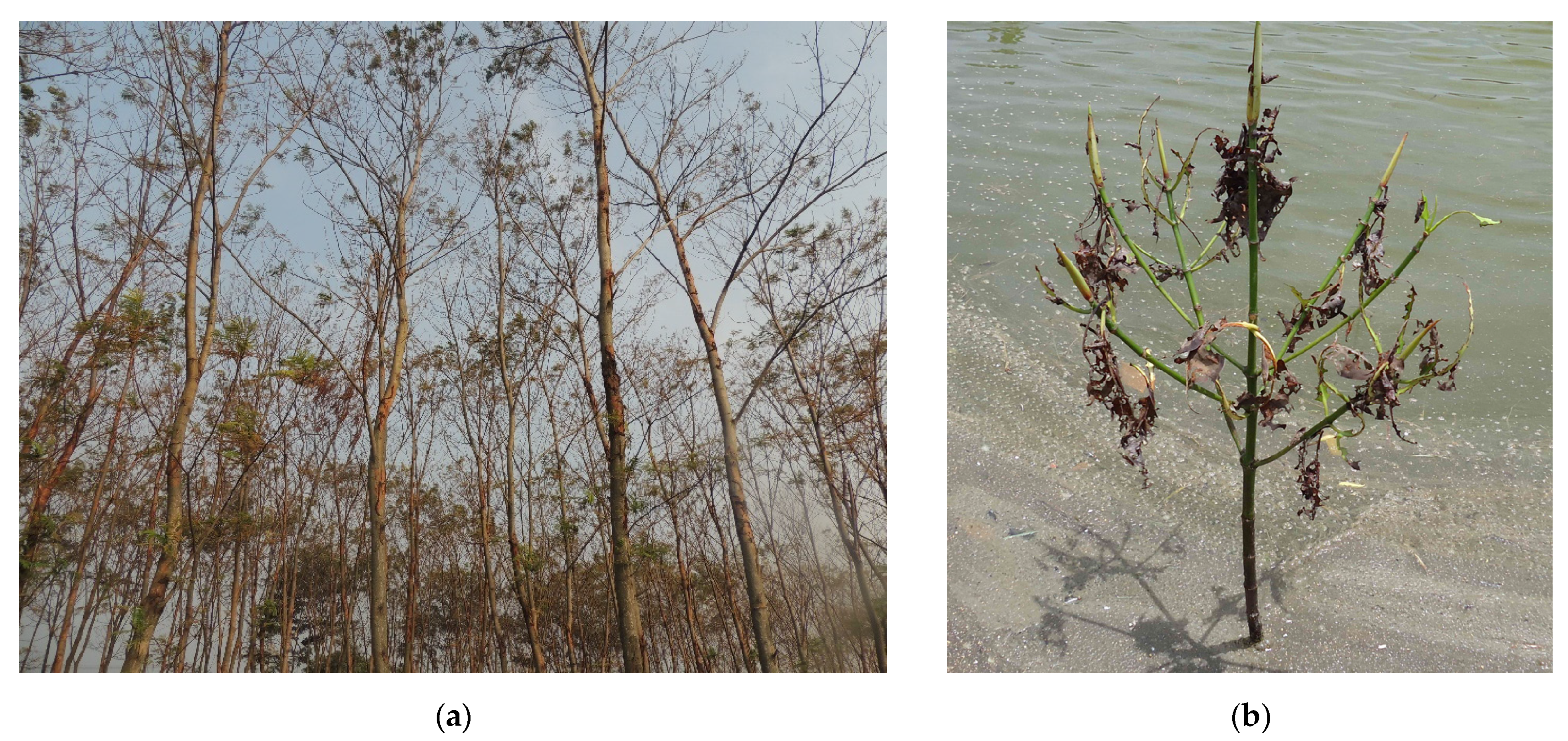 Diversity 14 00471 g004