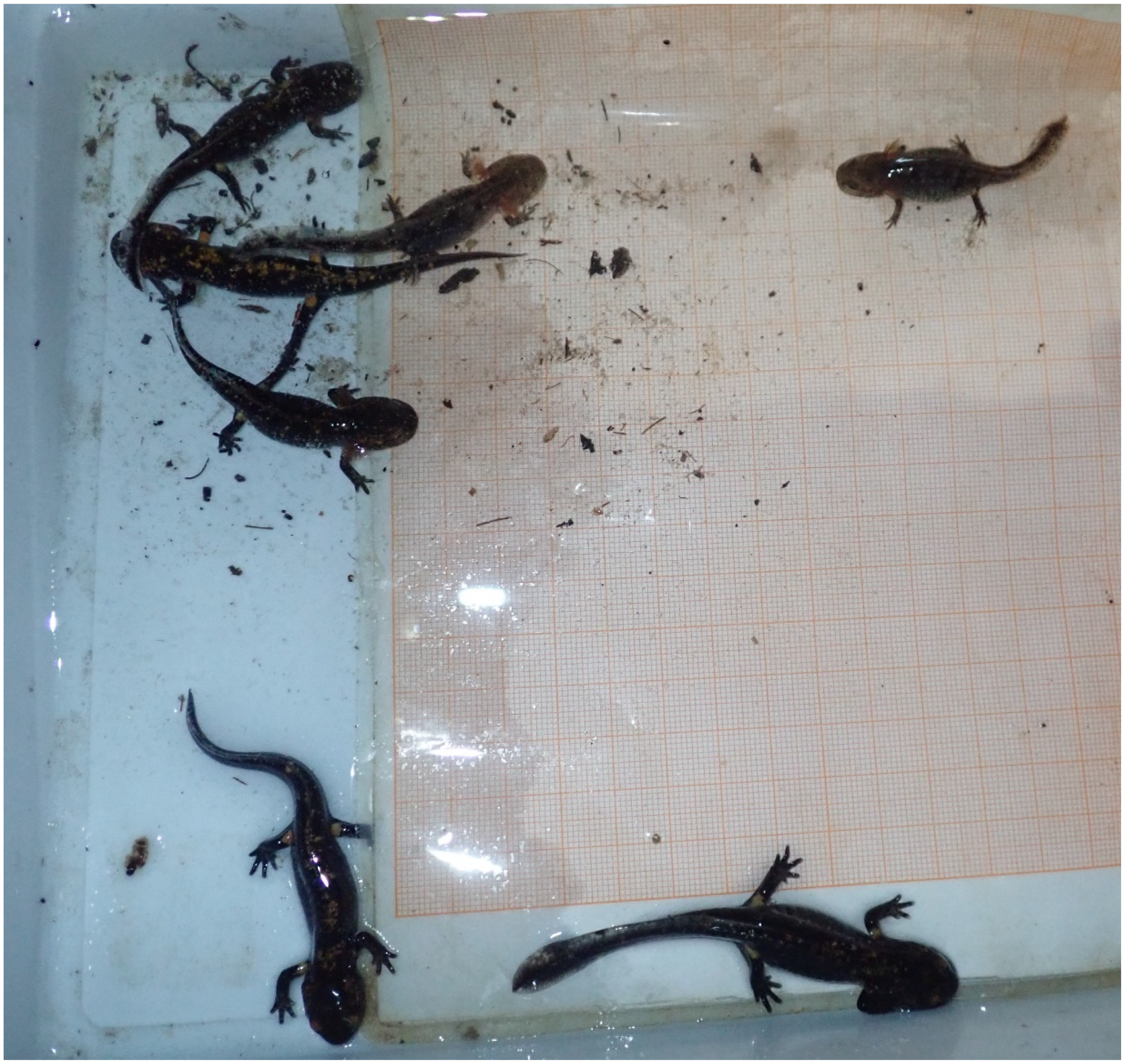 Diversity 14 00487 g004