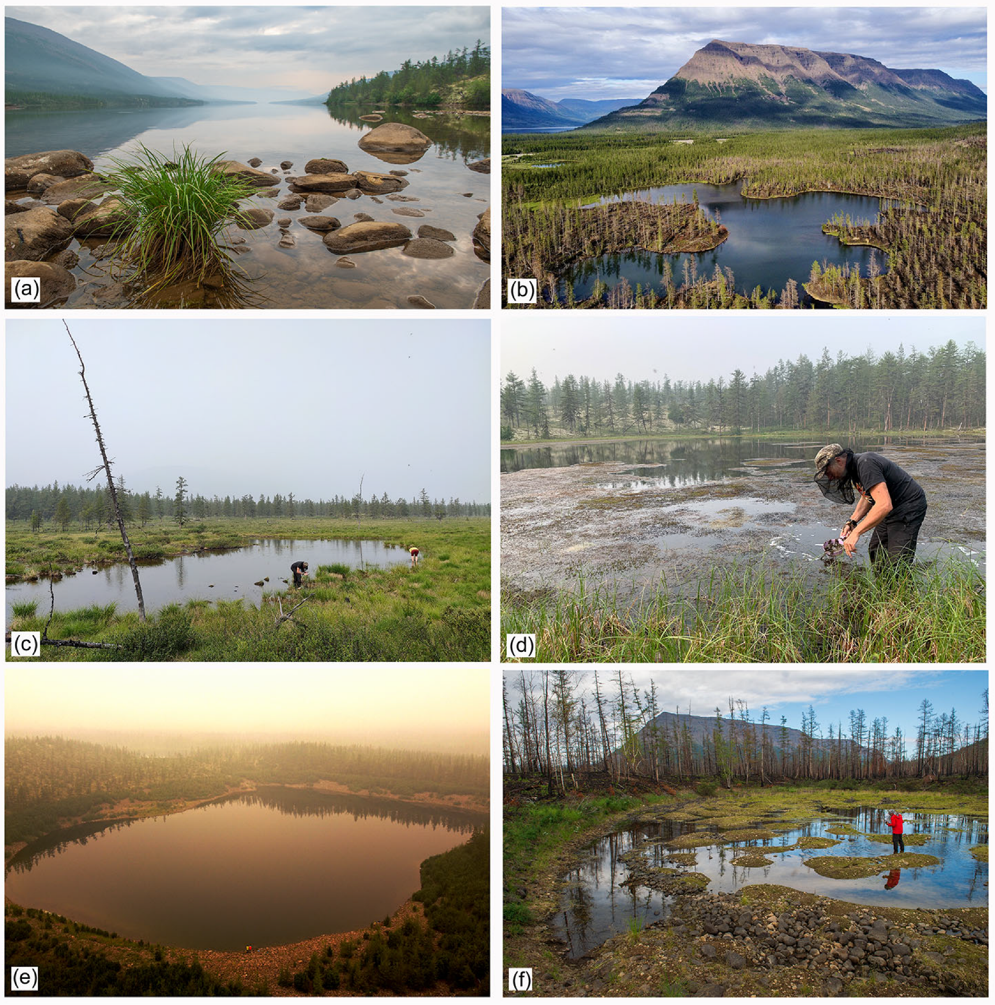 Diversity 14 00492 g002