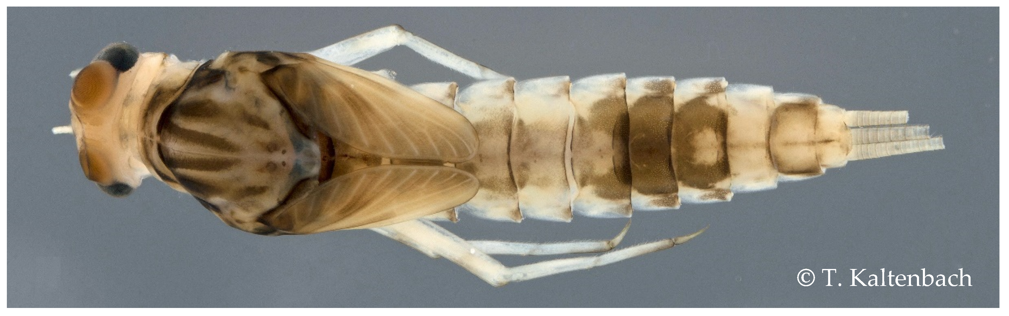 Diversity 14 00498 g005