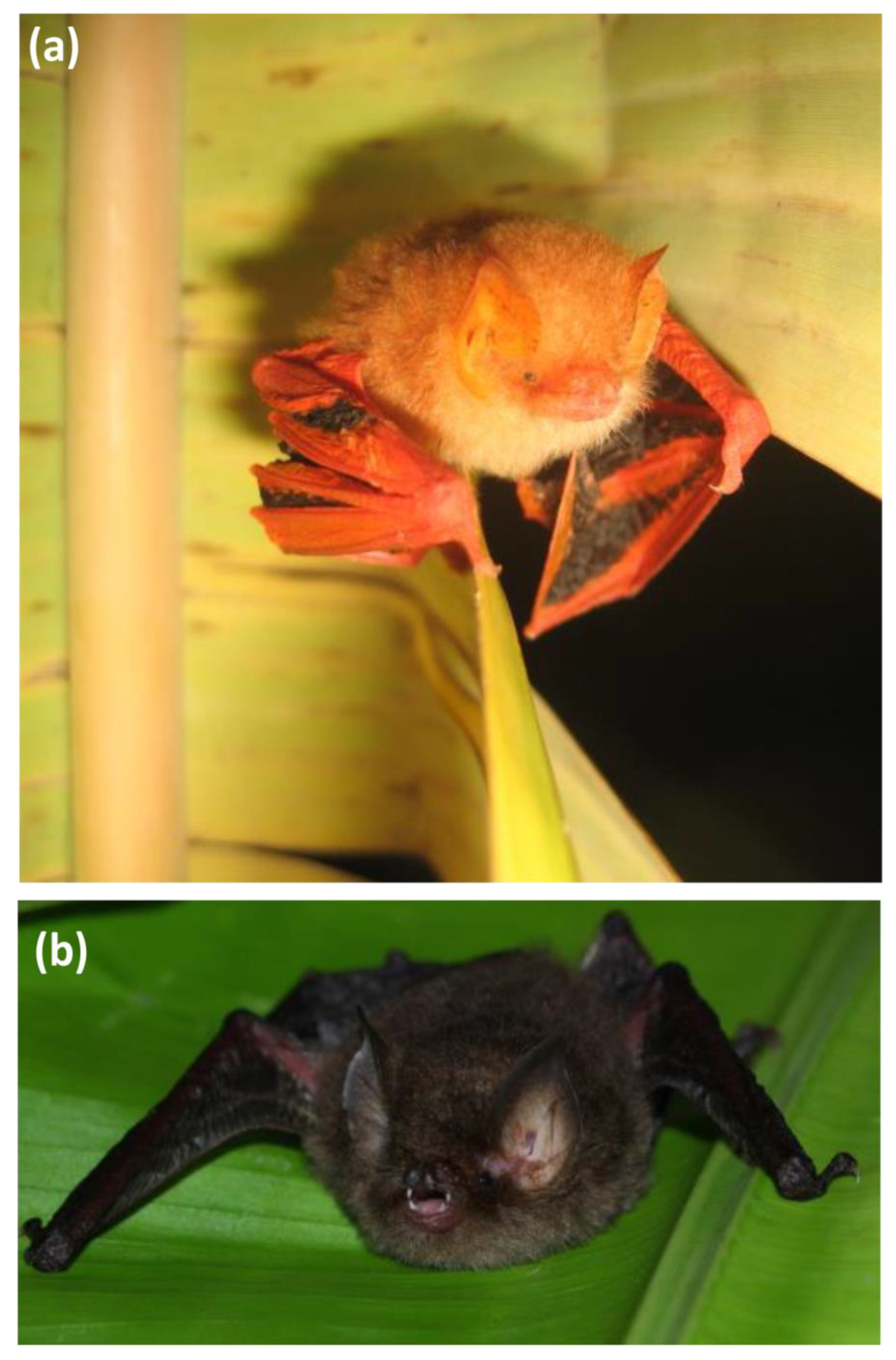 Diversity 14 00506 g001