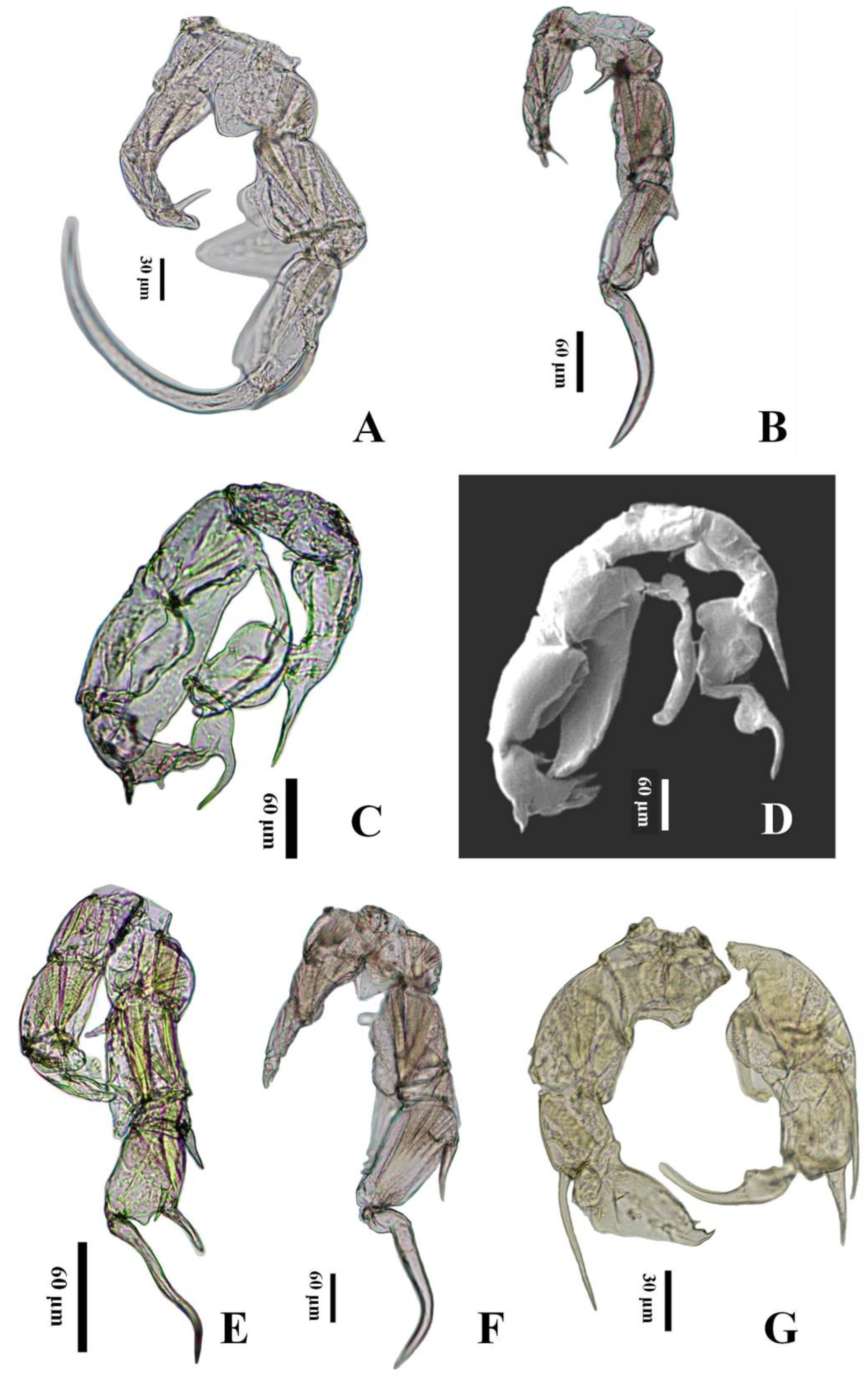 Diversity 14 00523 g002