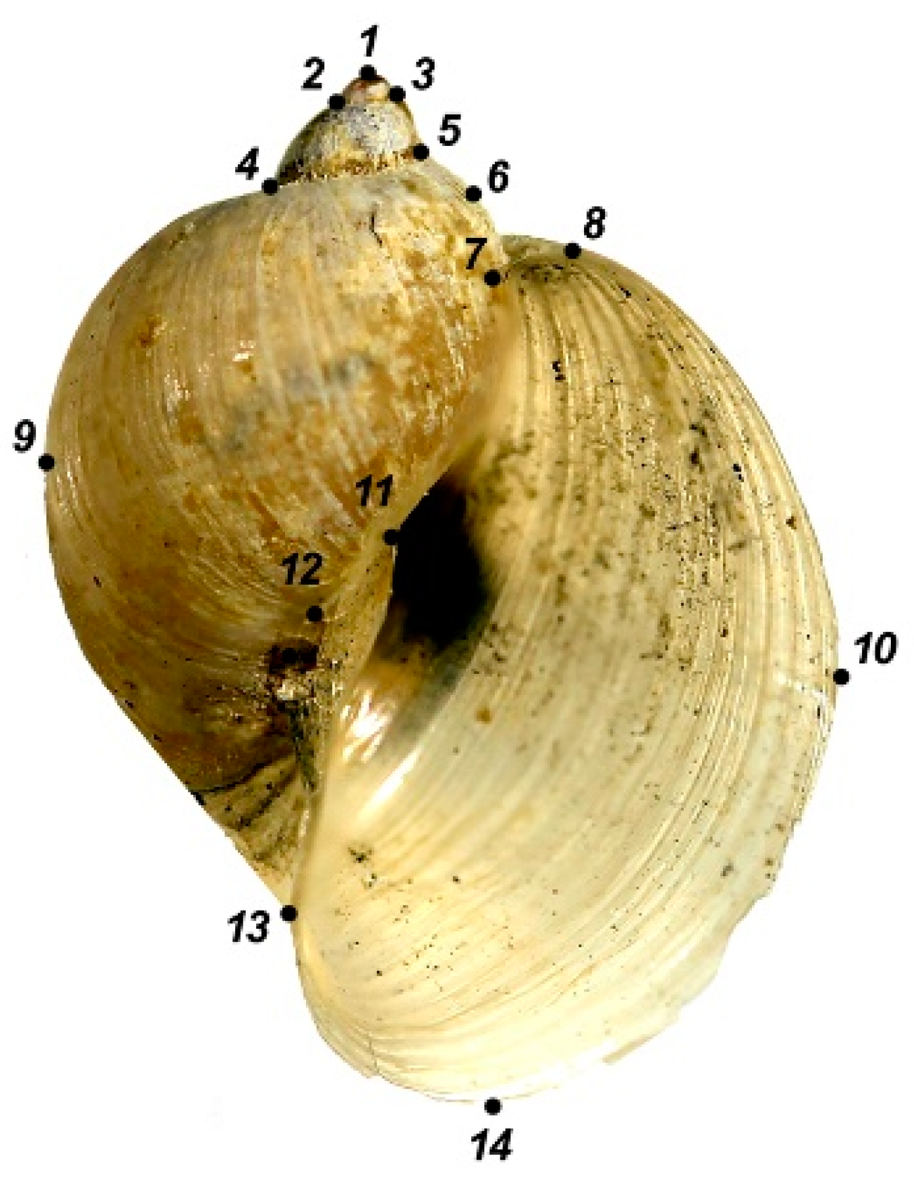 Diversity 14 00527 g002