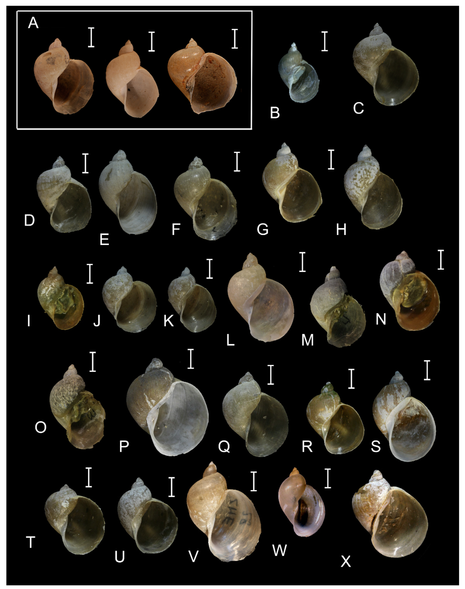 Diversity 14 00527 g006