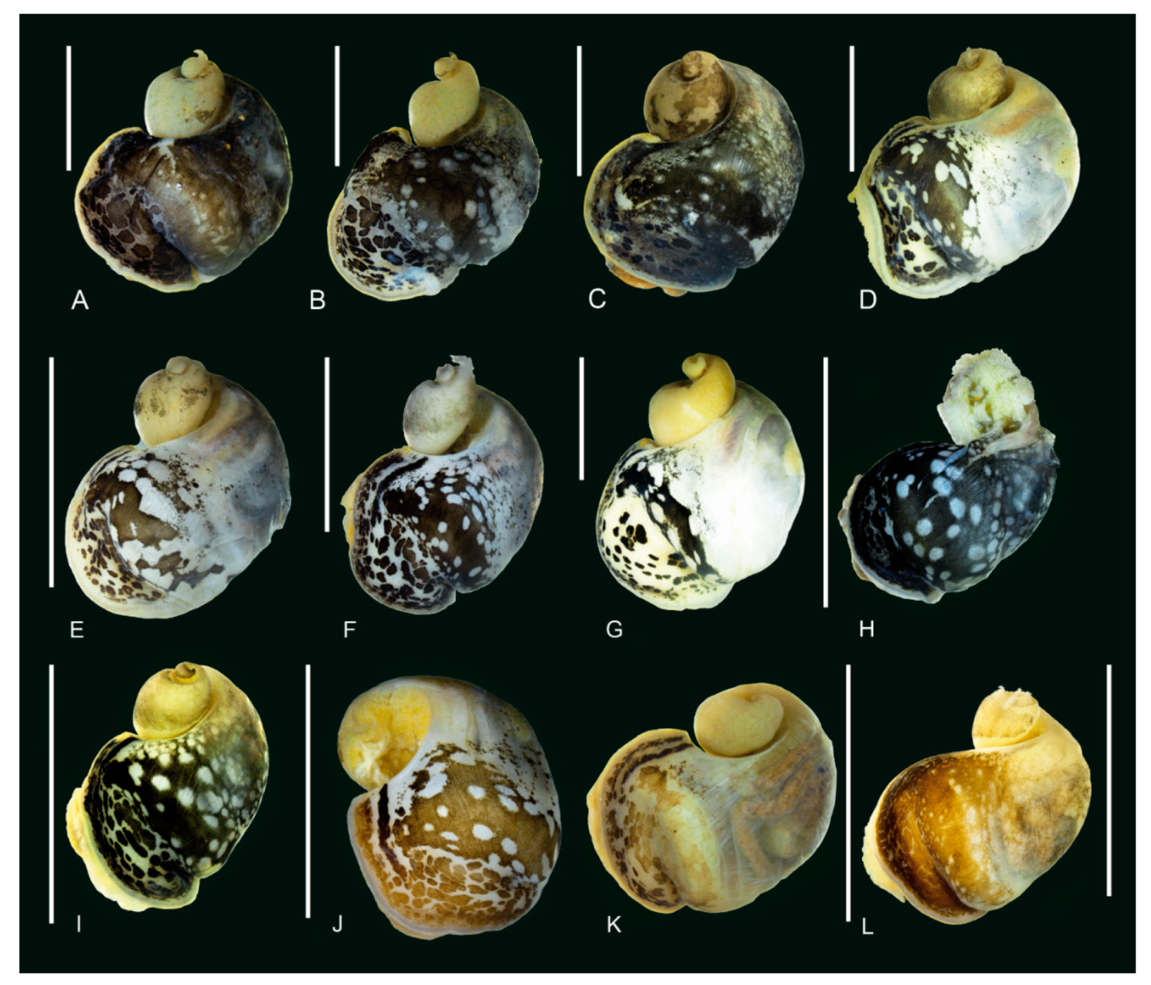 Diversity 14 00527 g007