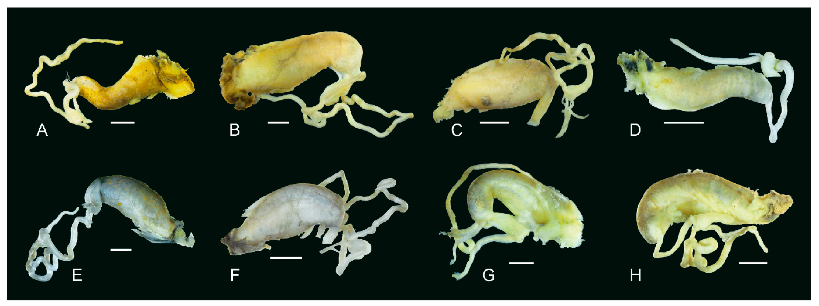 Diversity 14 00527 g009