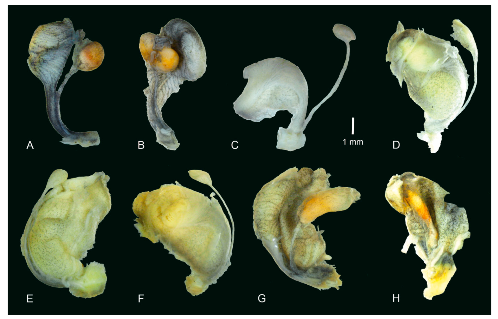 Diversity 14 00527 g010