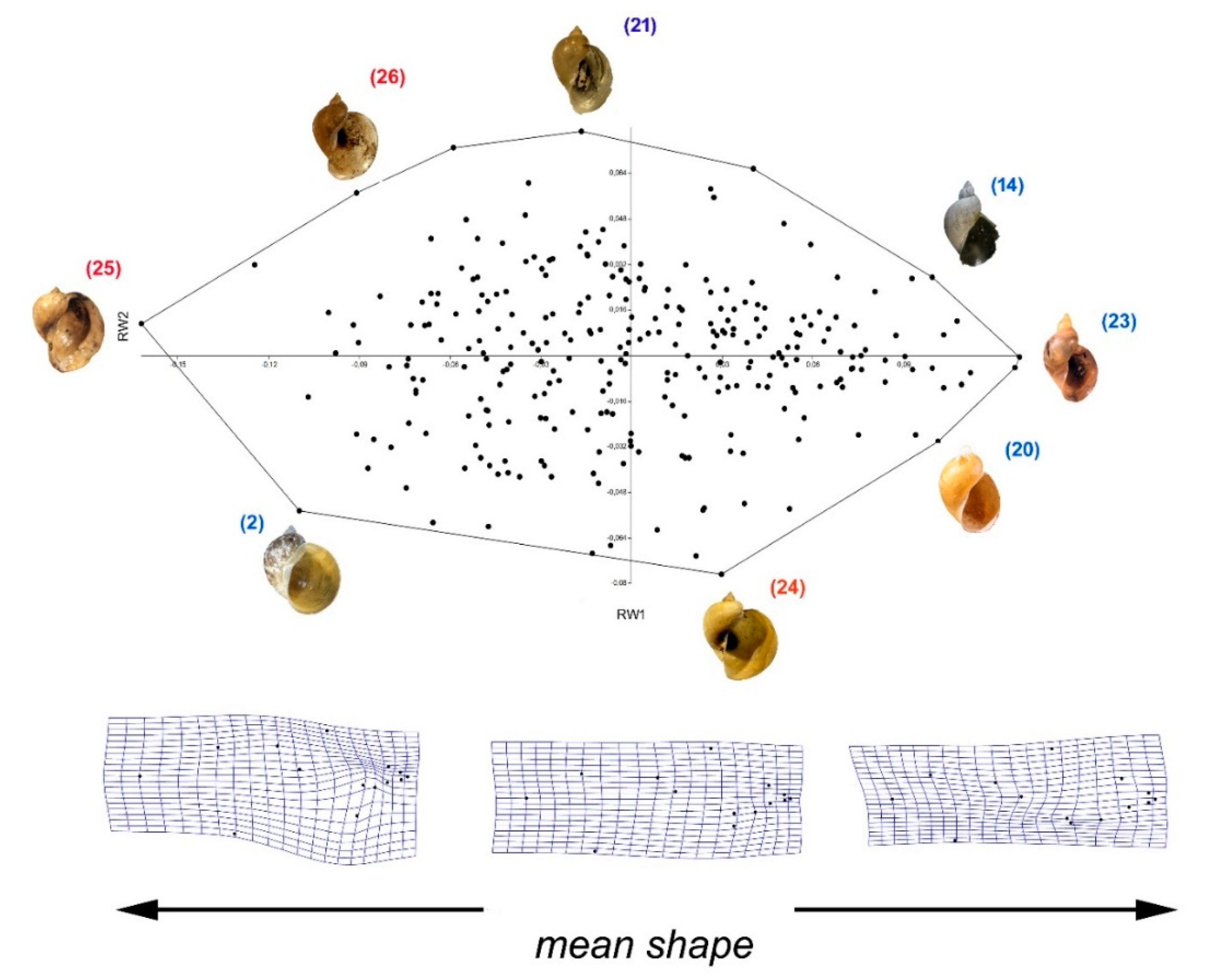 Diversity 14 00527 g011