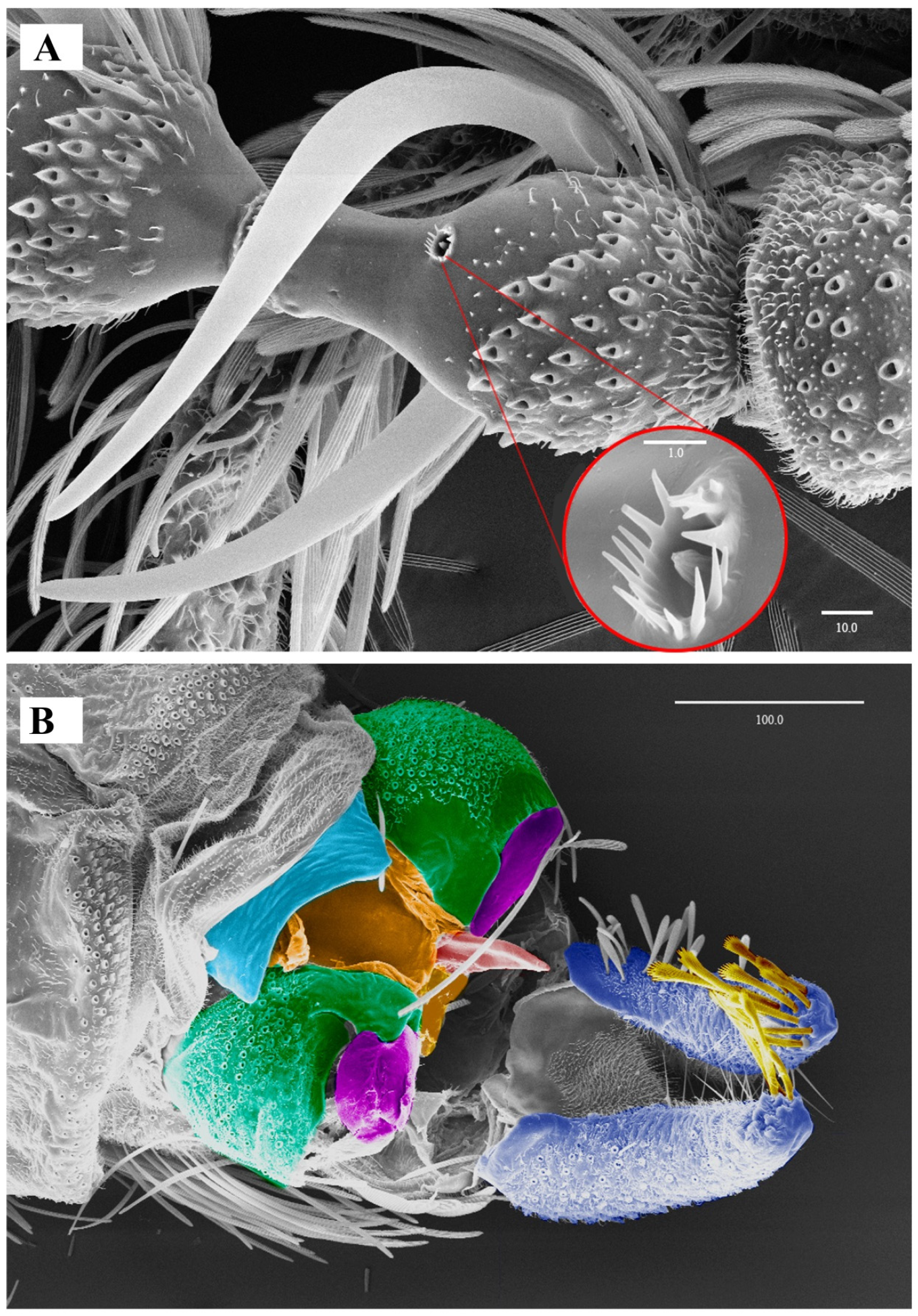 Diversity 14 00532 g006