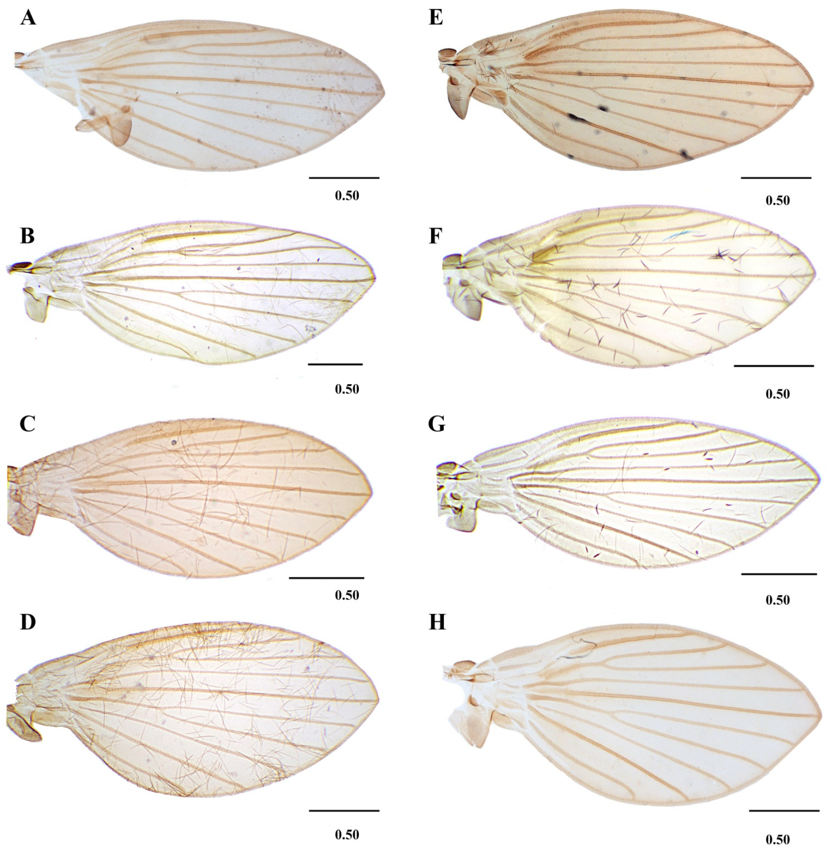 Diversity 14 00532 g008