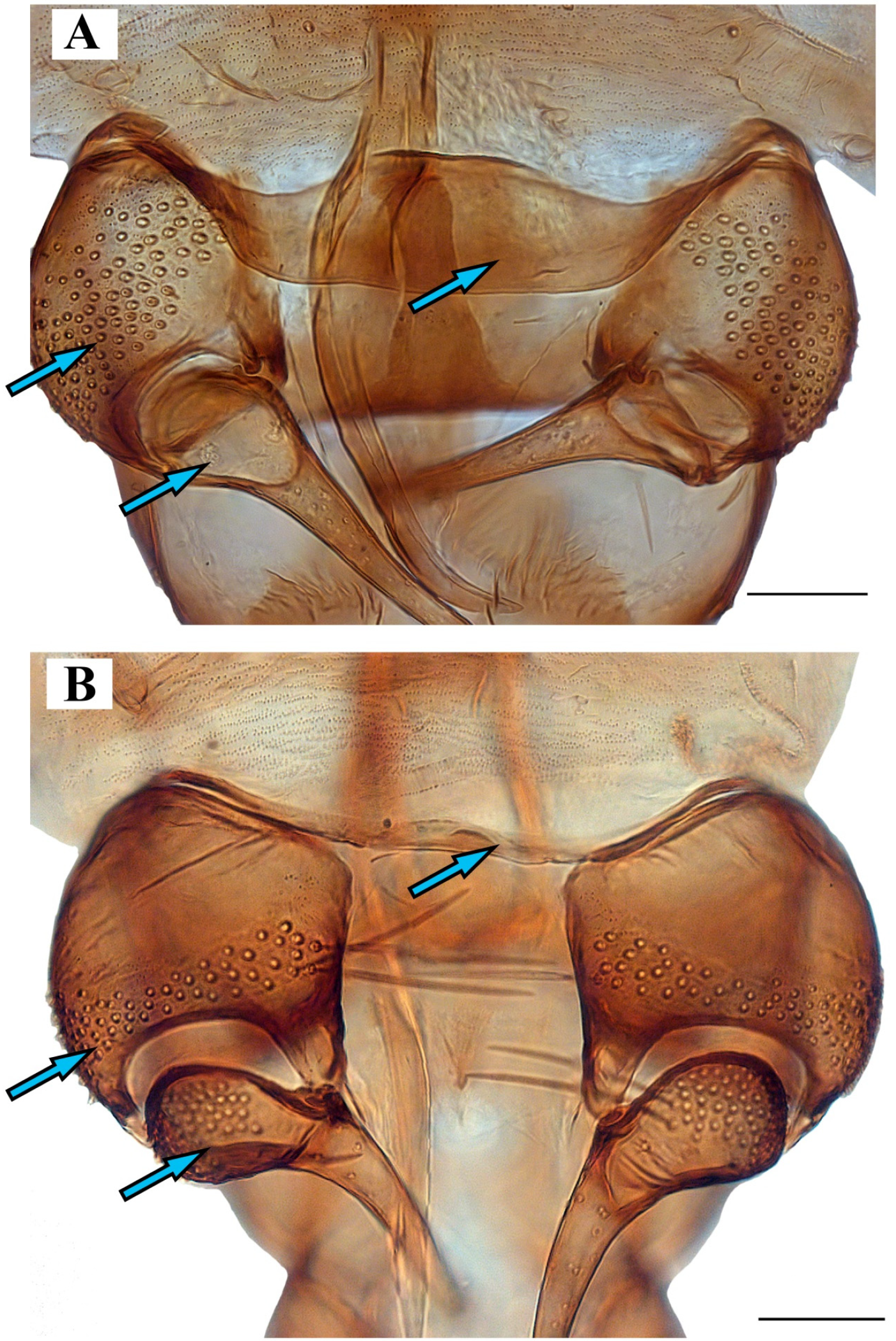 Diversity 14 00532 g010