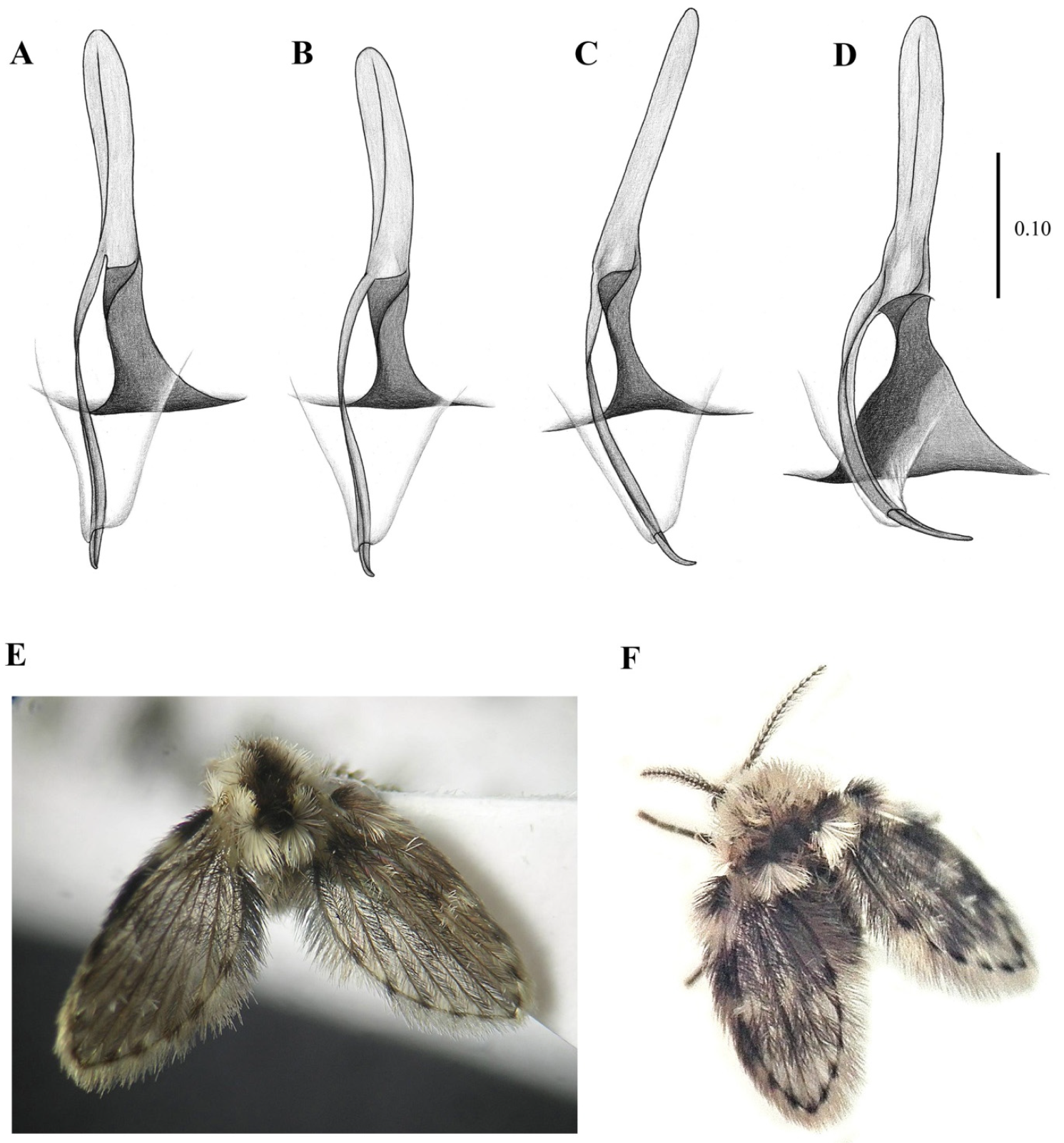 Diversity 14 00532 g011