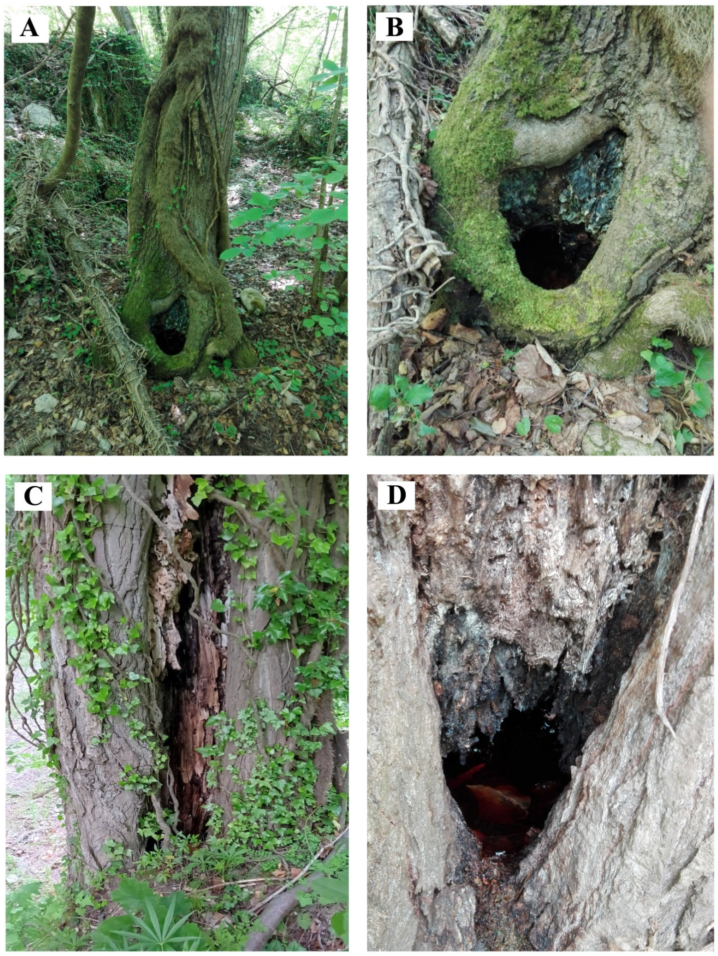 Diversity 14 00532 g014