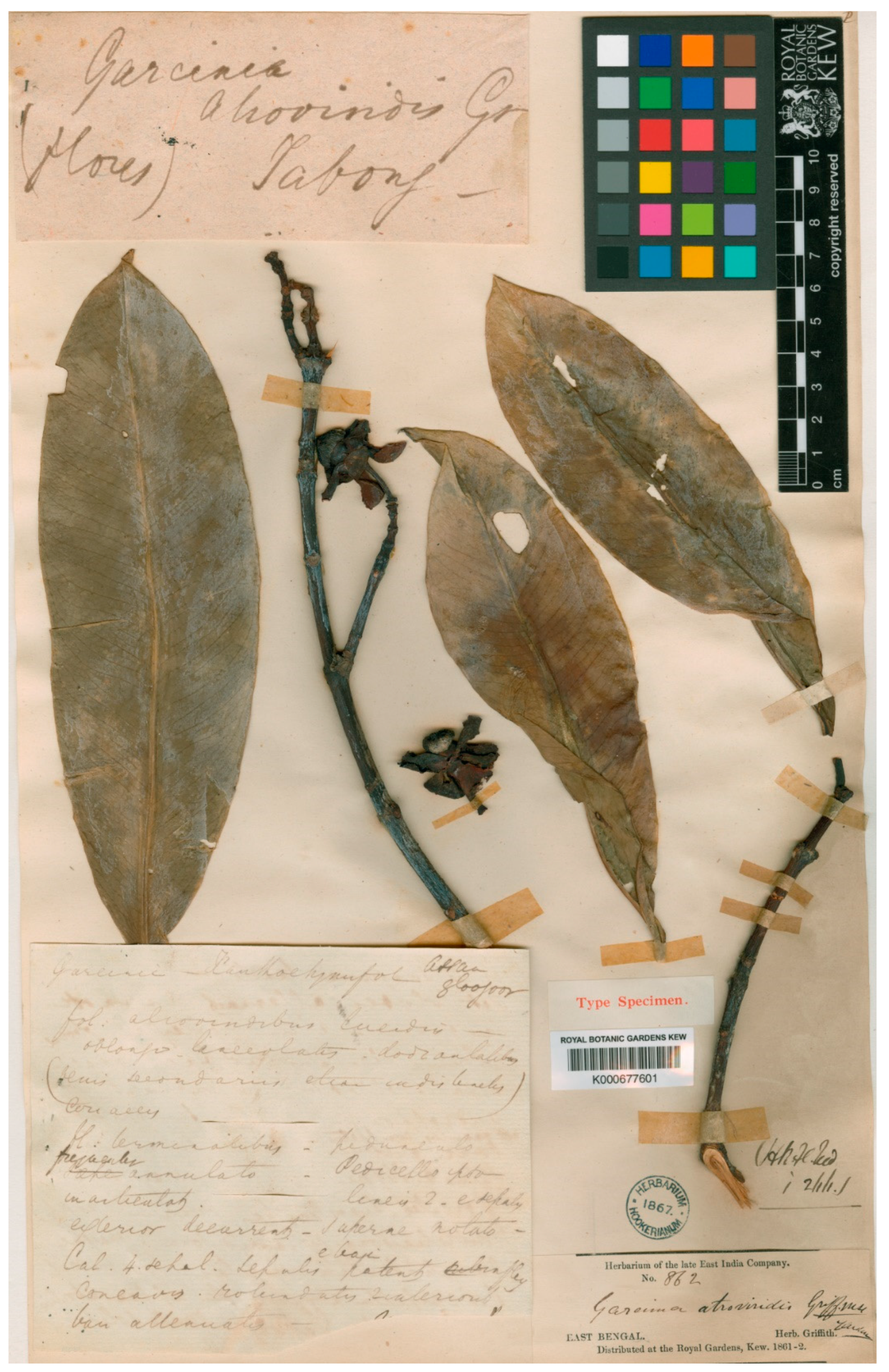 Diversity 14 00556 g001 Diversity 14 00556 g001