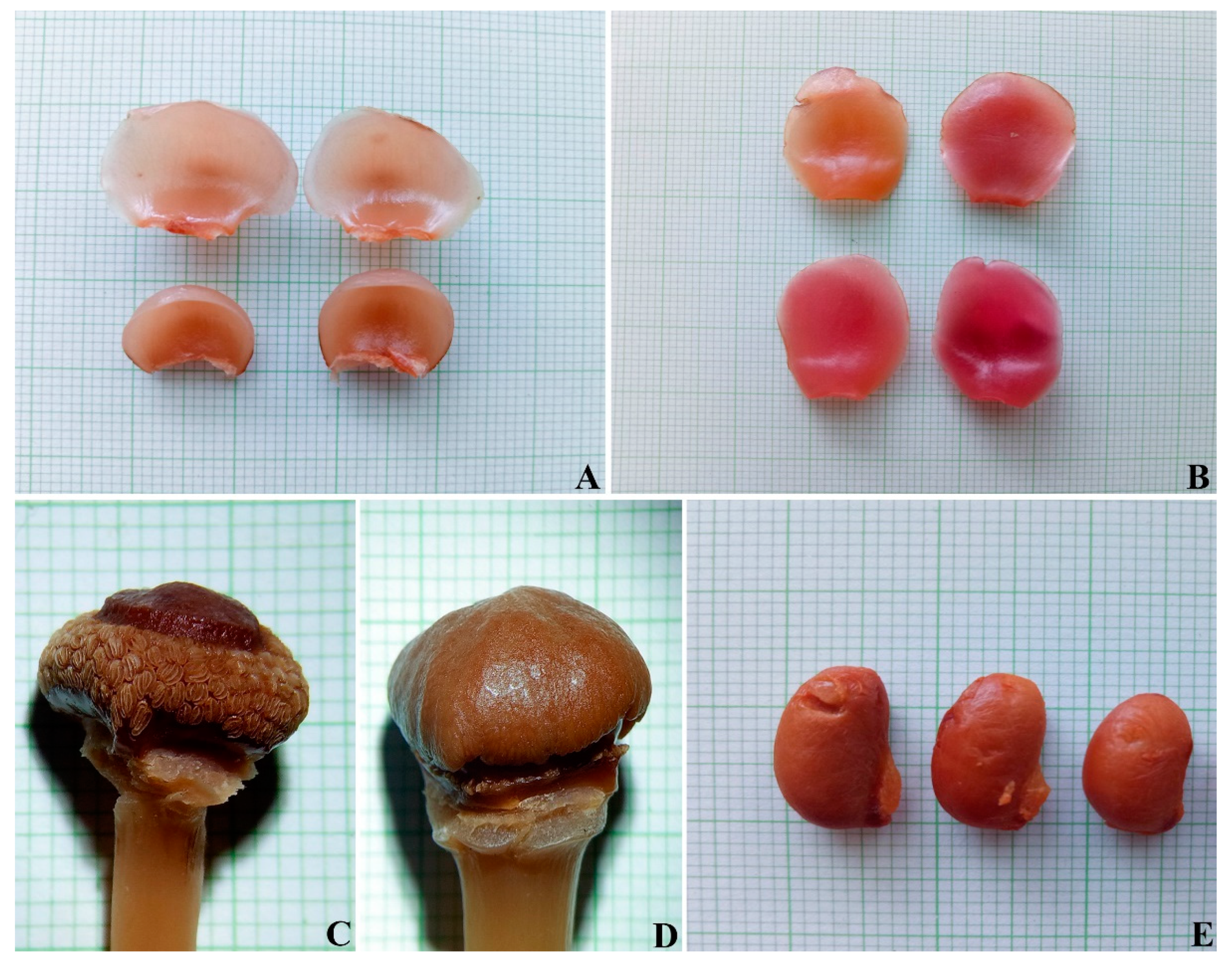 Diversity 14 00556 g003 Diversity 14 00556 g003