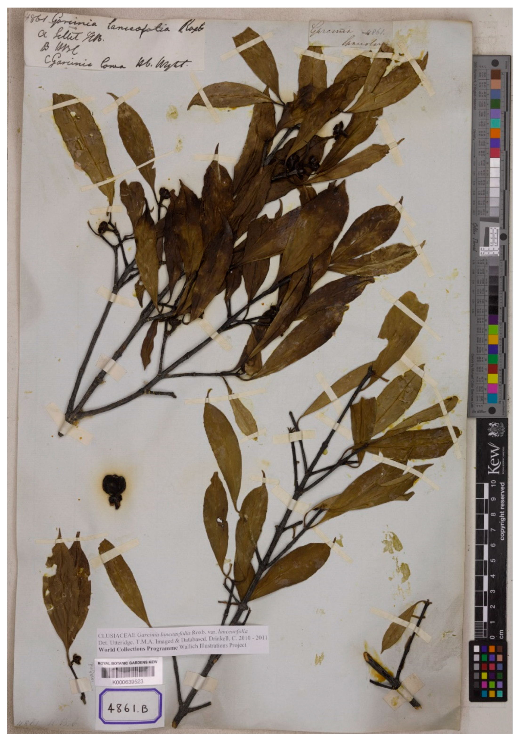 Diversity 14 00556 g005 Diversity 14 00556 g005