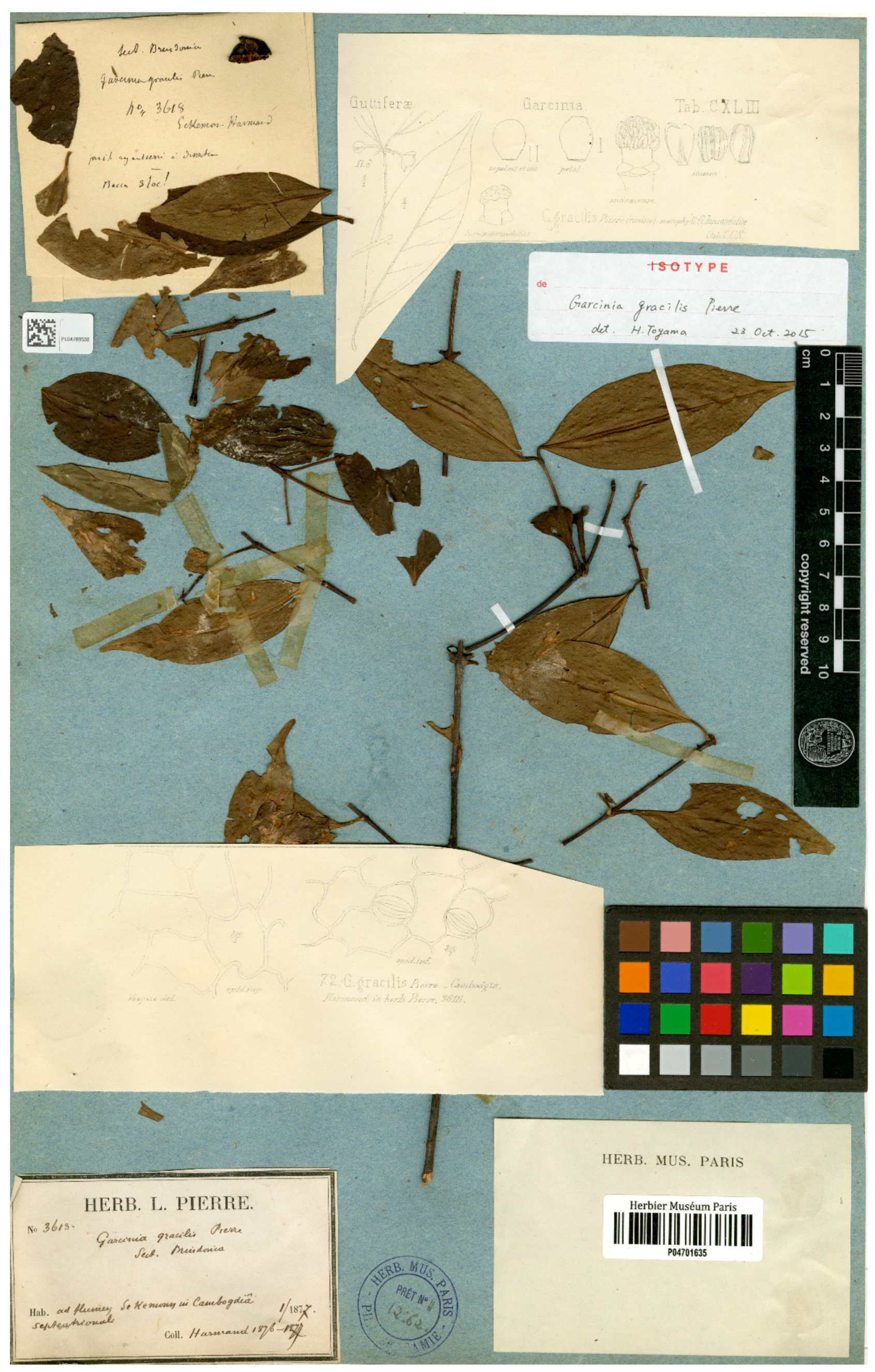 Diversity 14 00556 g006 Diversity 14 00556 g006